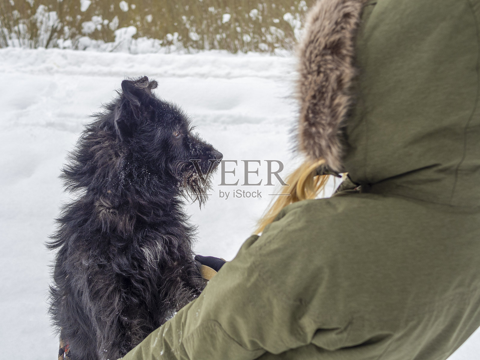 黑色的宠物狗照片摄影图片