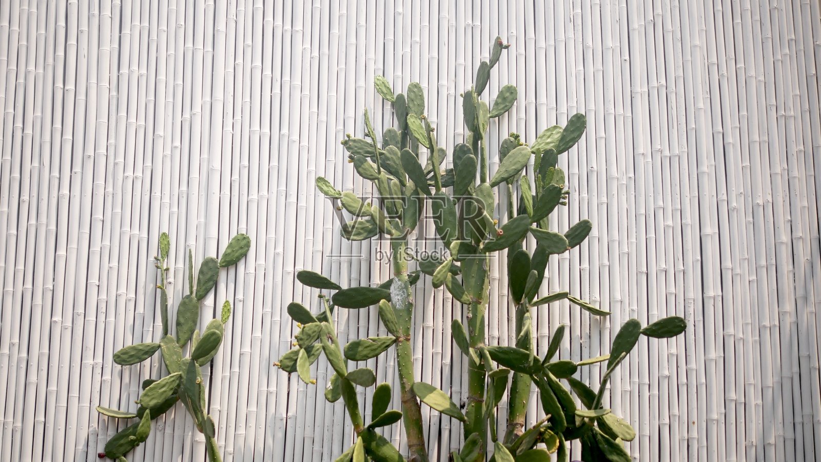 白色竹篱笆上的仙人掌照片摄影图片