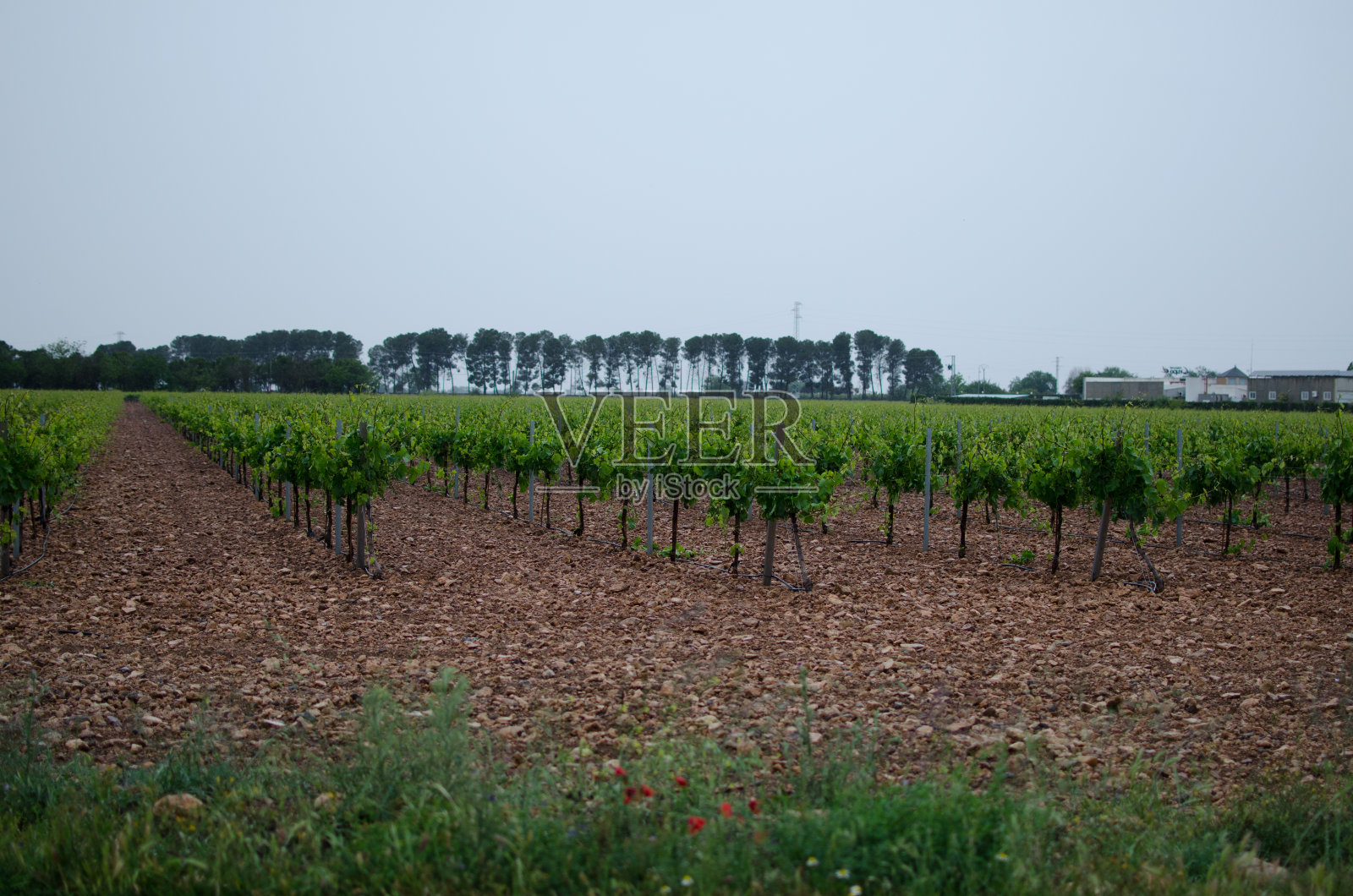西班牙拉曼查地区的棚架葡萄园照片摄影图片