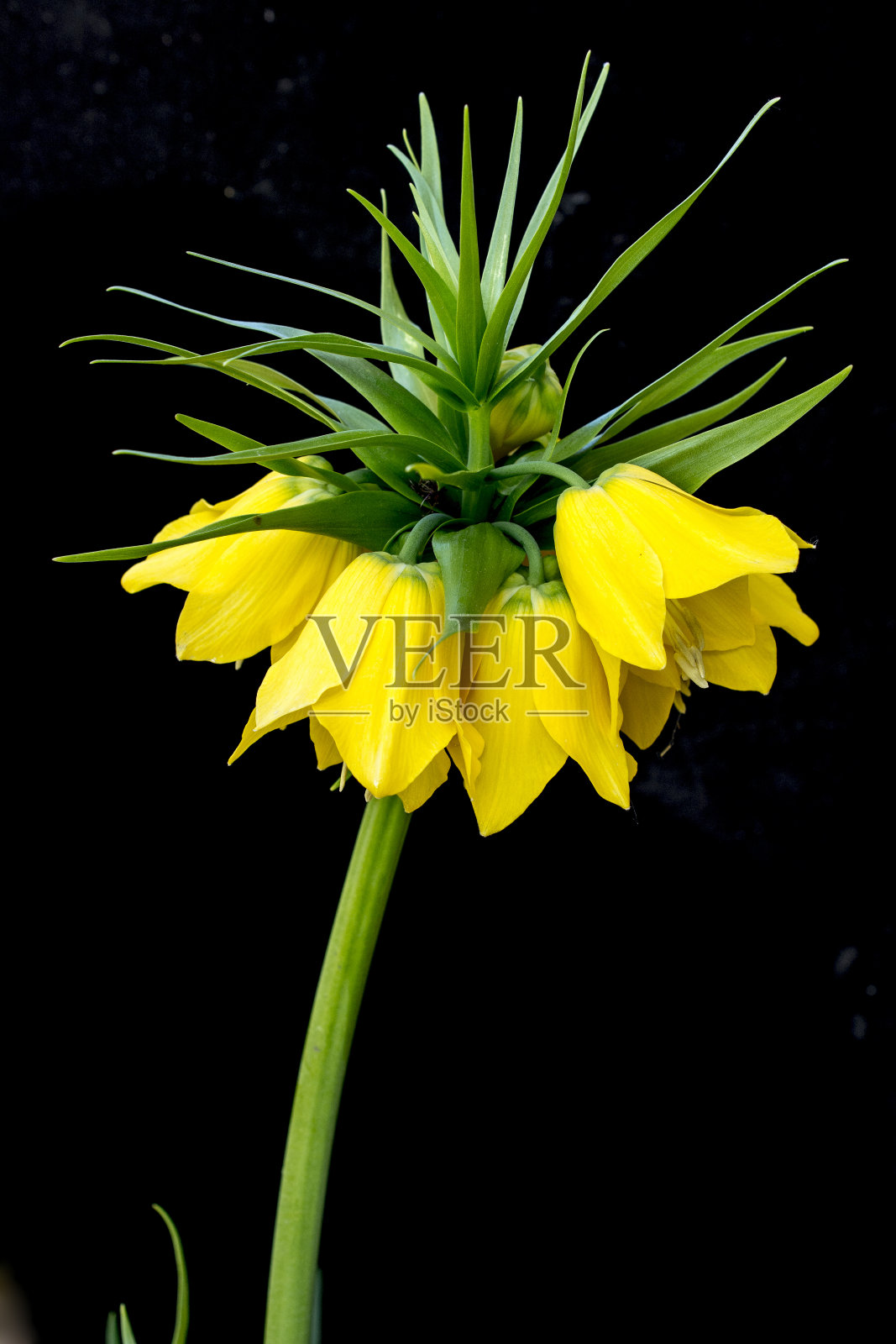 帝国皇冠莉莉照片摄影图片