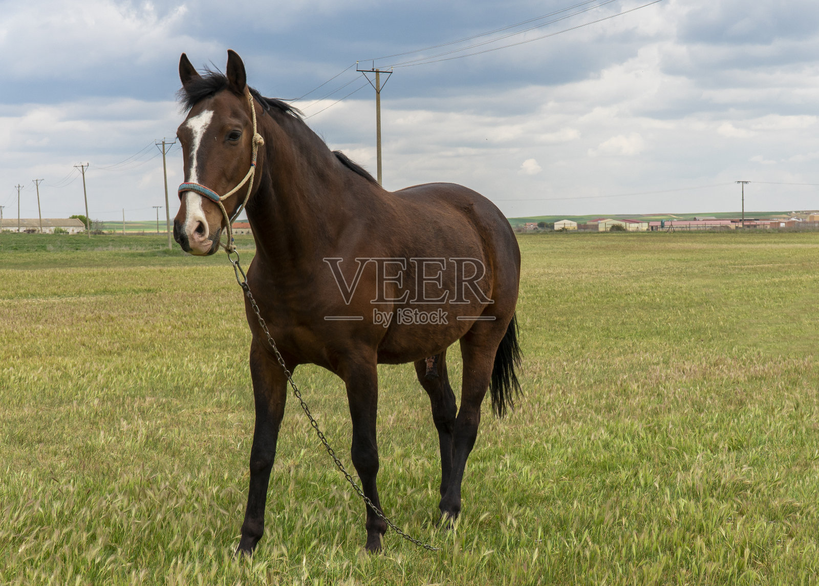 乡下的马照片摄影图片