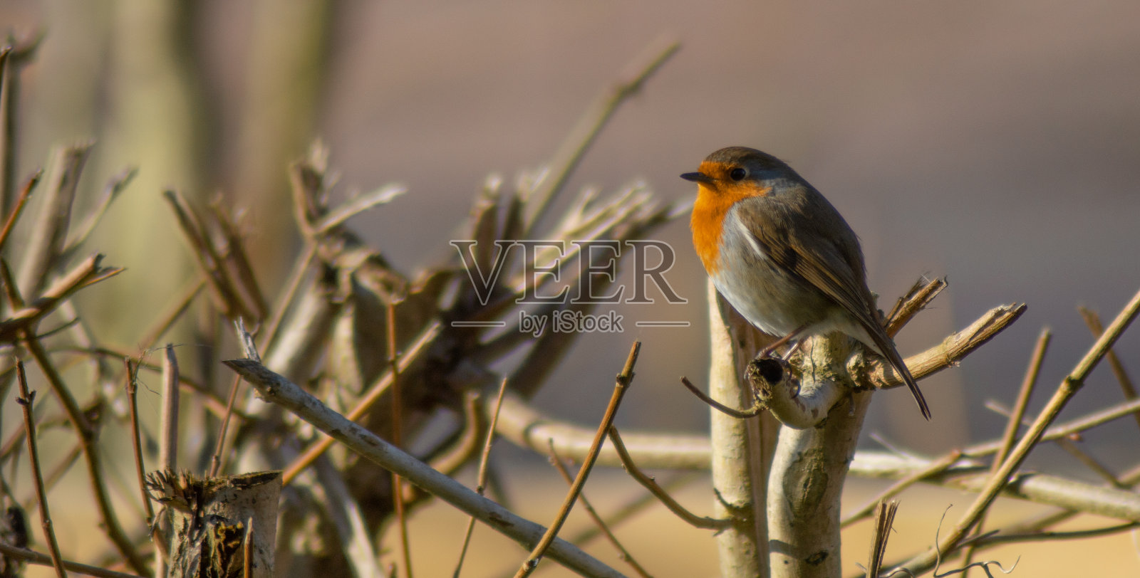 绿篱中的欧洲知更鸟照片摄影图片