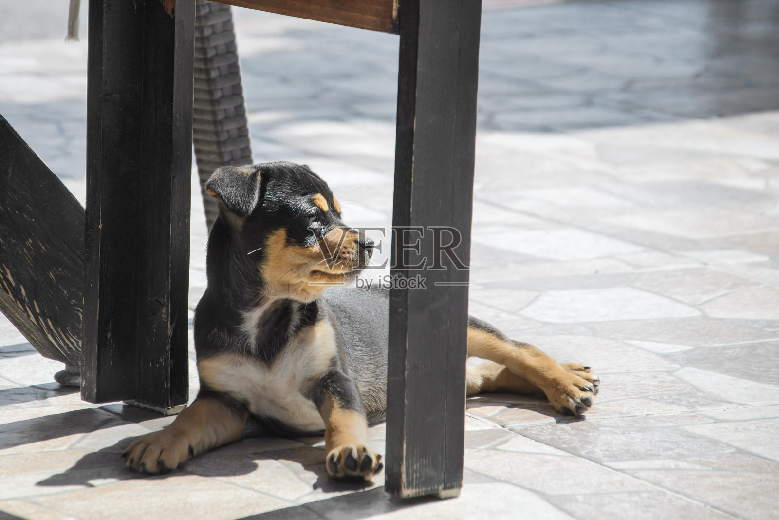 一只可爱的小黑狗在街边咖啡馆的桌子下晒太阳照片摄影图片