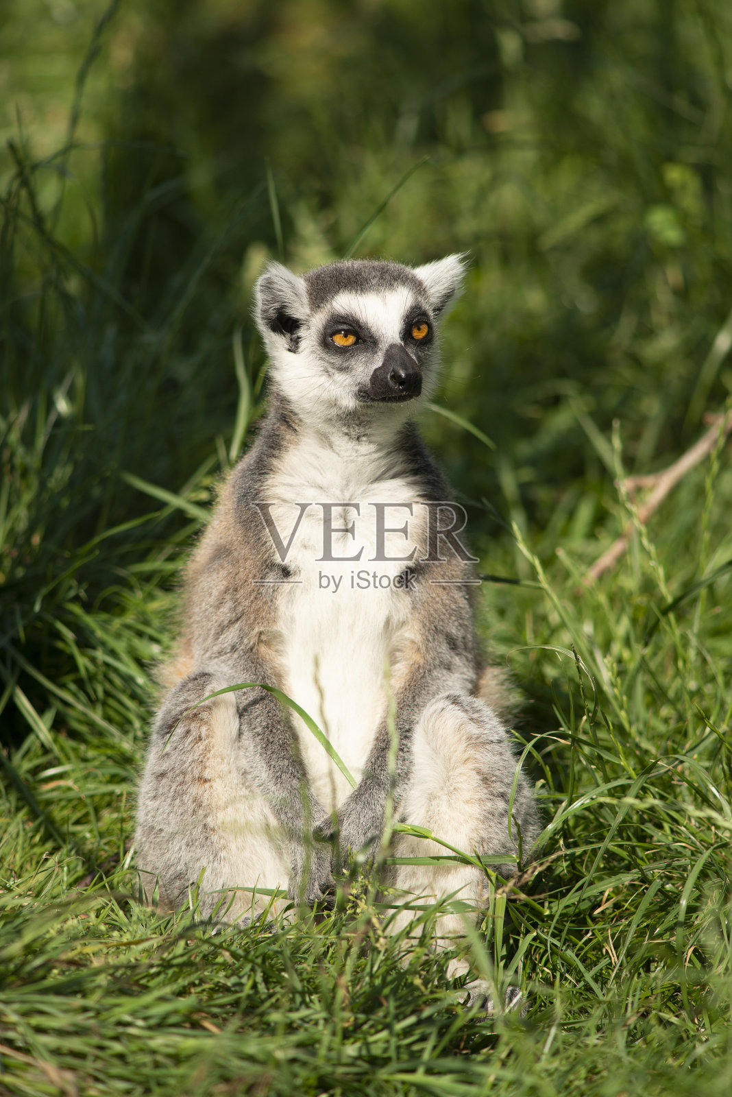 一只环尾牧童坐在草地上享受阳光照片摄影图片