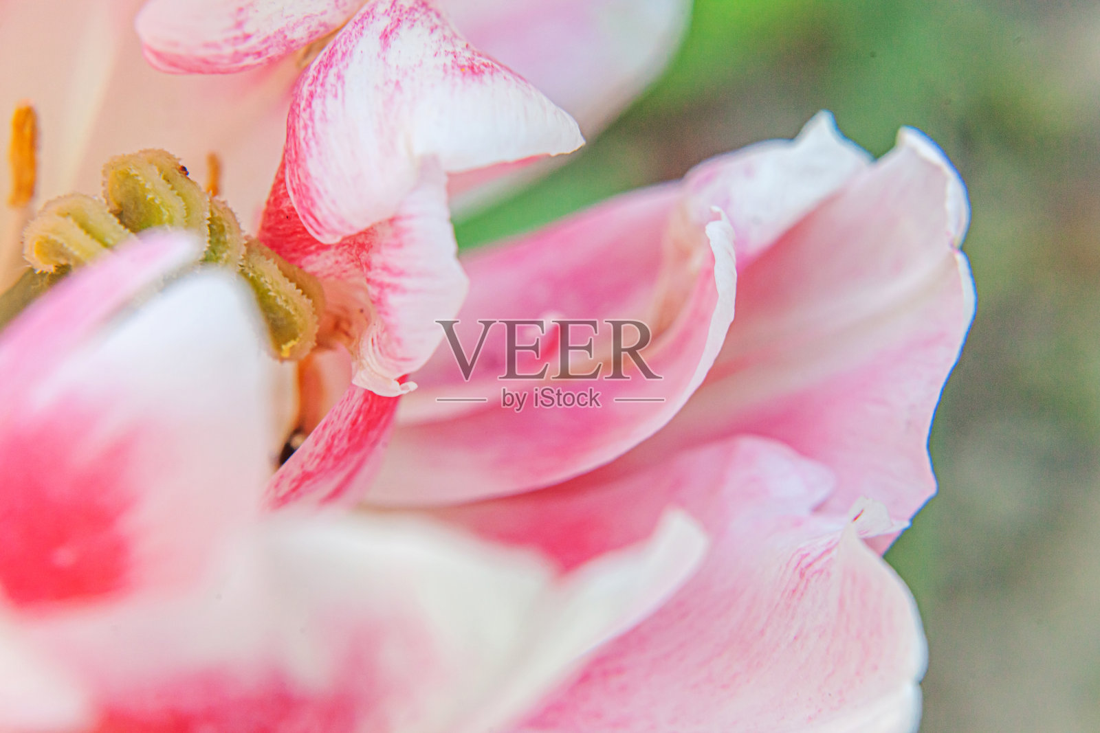 粉红色的郁金香在春天开花。近距离观察花园中新鲜的春花。软抽象的花卉海报，极宏观，选择性的焦点。鼓舞人心的花墙纸节日贺卡照片摄影图片