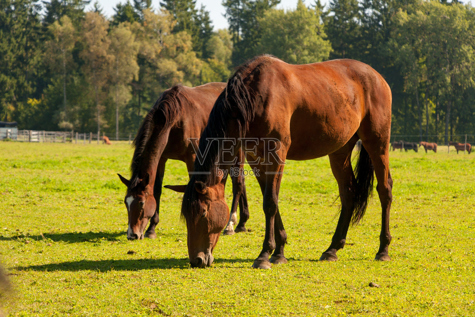 围场上两匹正在吃草的马照片摄影图片
