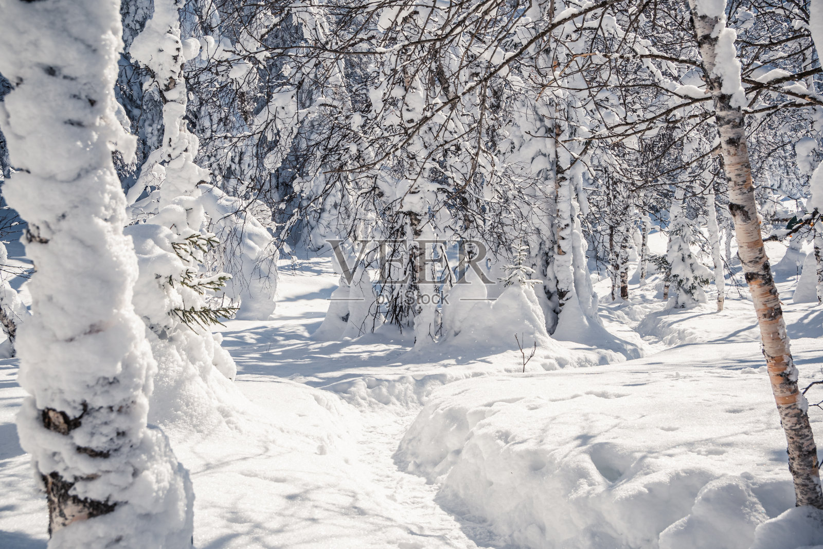 雪中的小路很深。晴朗的冬日，云杉林中。照片摄影图片