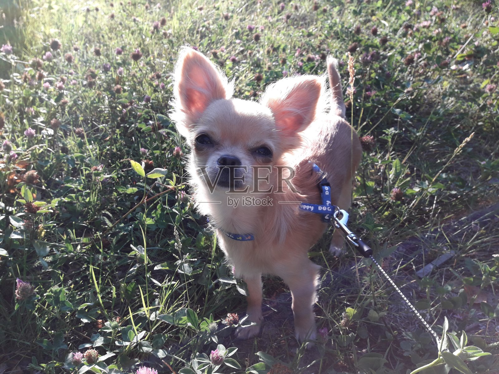 草丛里的吉娃娃照片摄影图片
