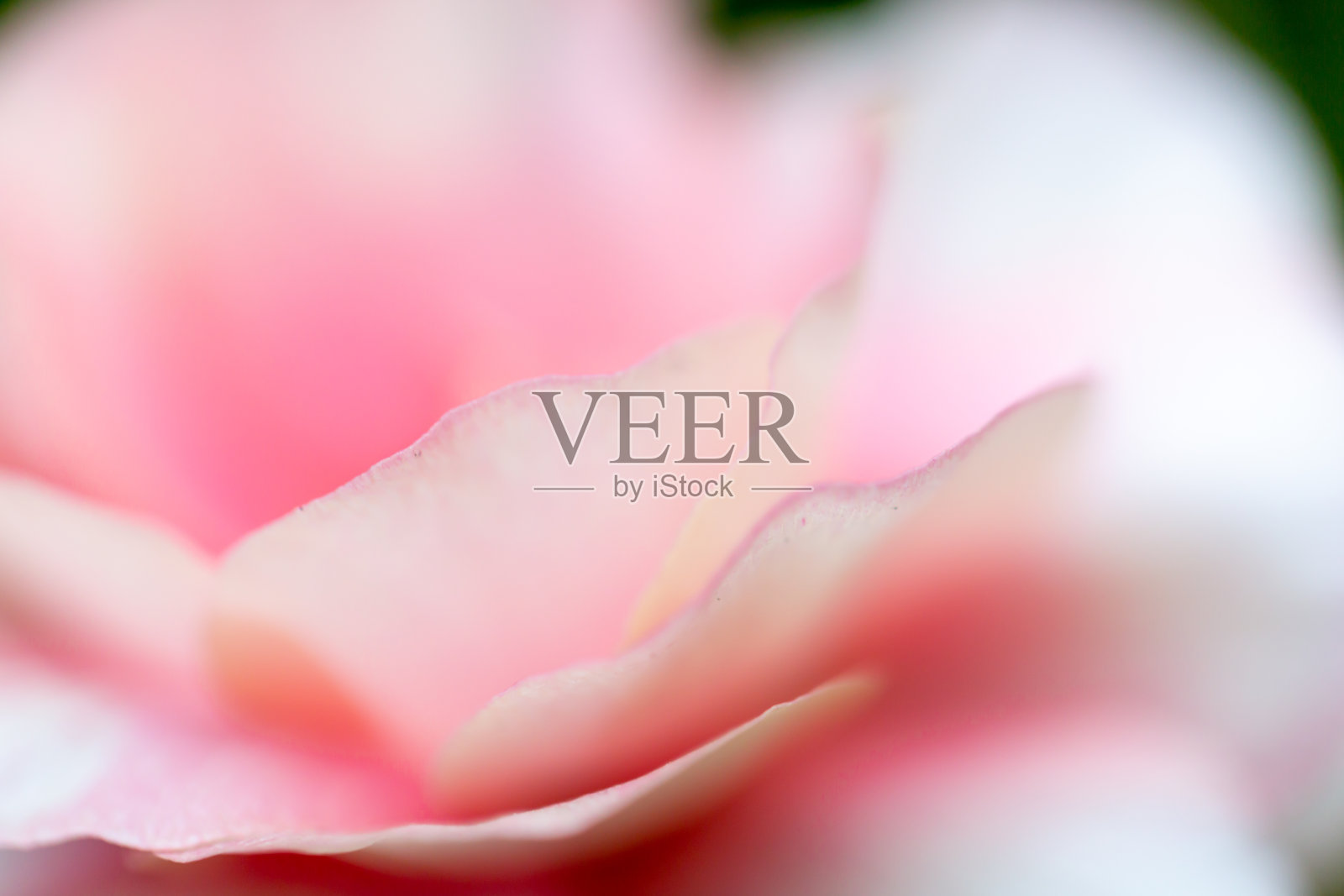 花照片摄影图片