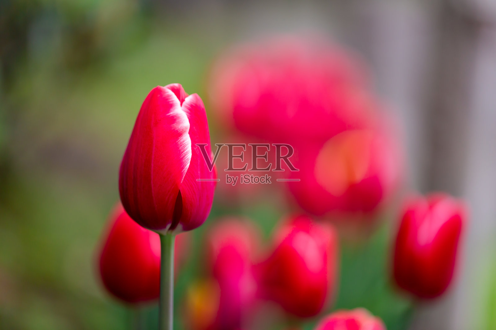 郁金香照片摄影图片