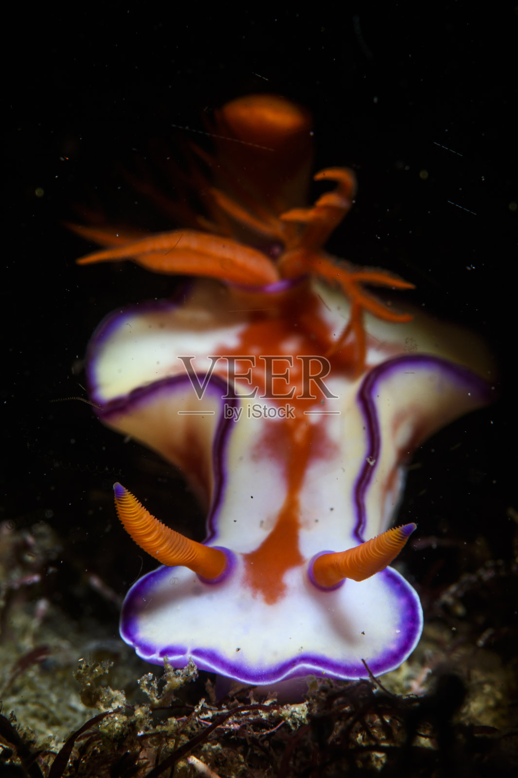 白色裸鳃和橙色的犀牛在日本千叶水下摆姿势照片摄影图片