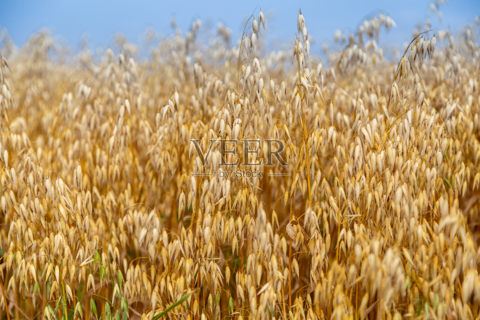田野上金色的燕麦穗照片摄影图片