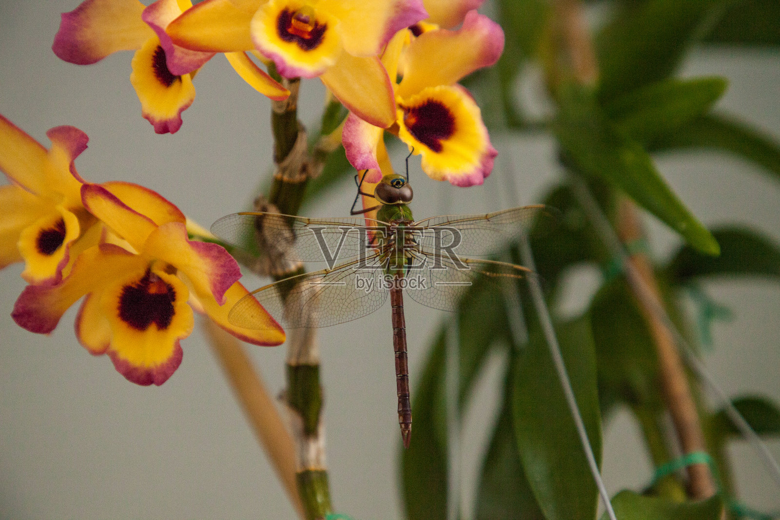 大的普通绿色织补蜻蜓朱鹭照片摄影图片