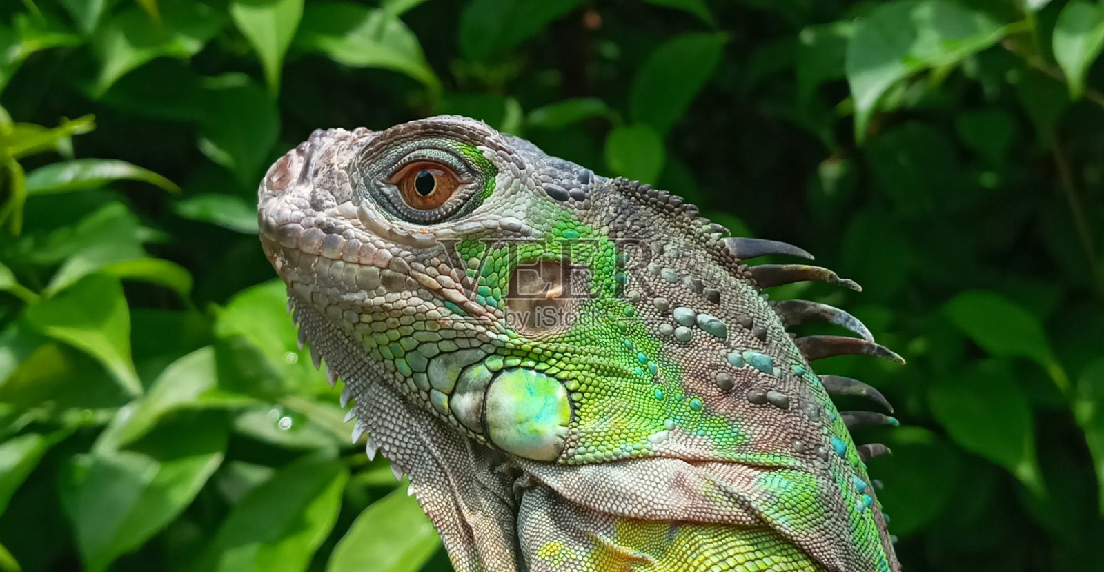 一张绿色鬣蜥的脸照片摄影图片