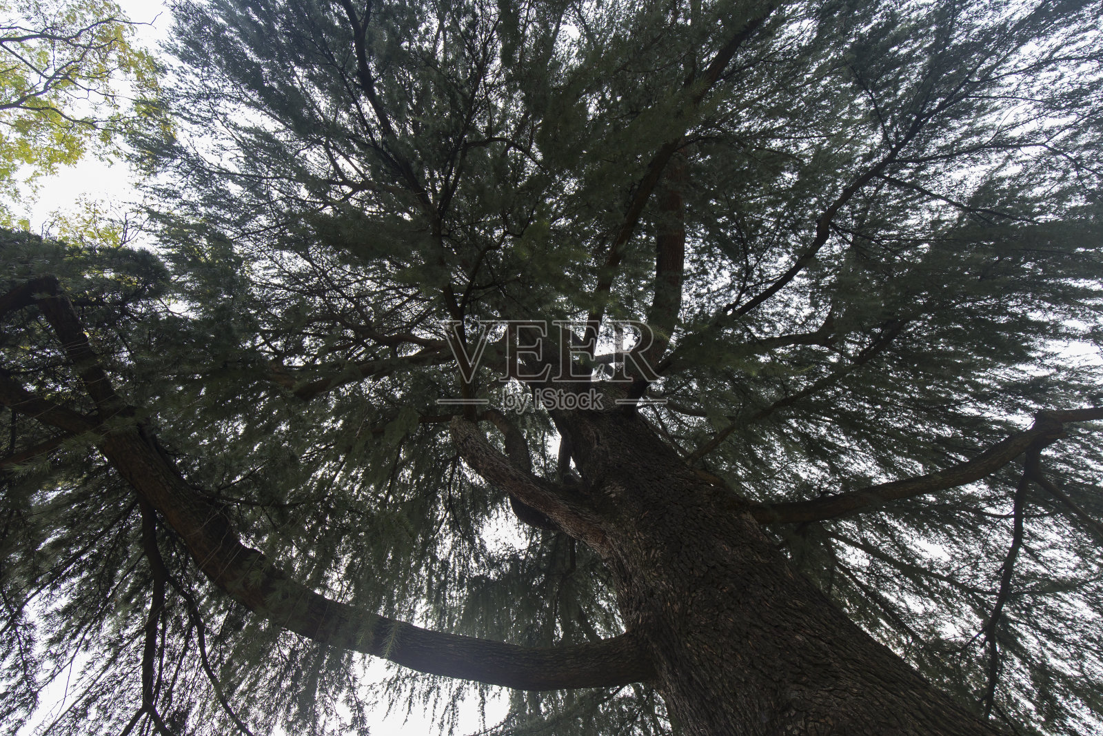 低角度的树木照片摄影图片