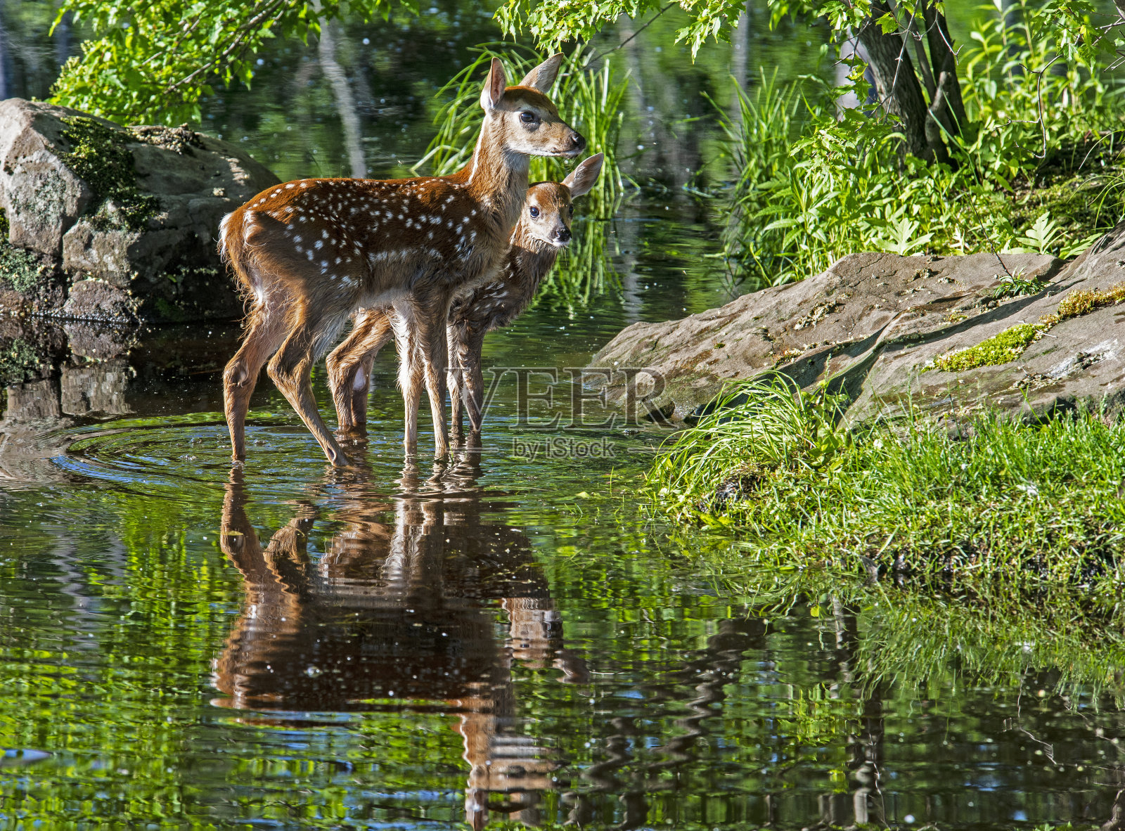 两只小鹿站在水里，展示它们的镜像。照片摄影图片