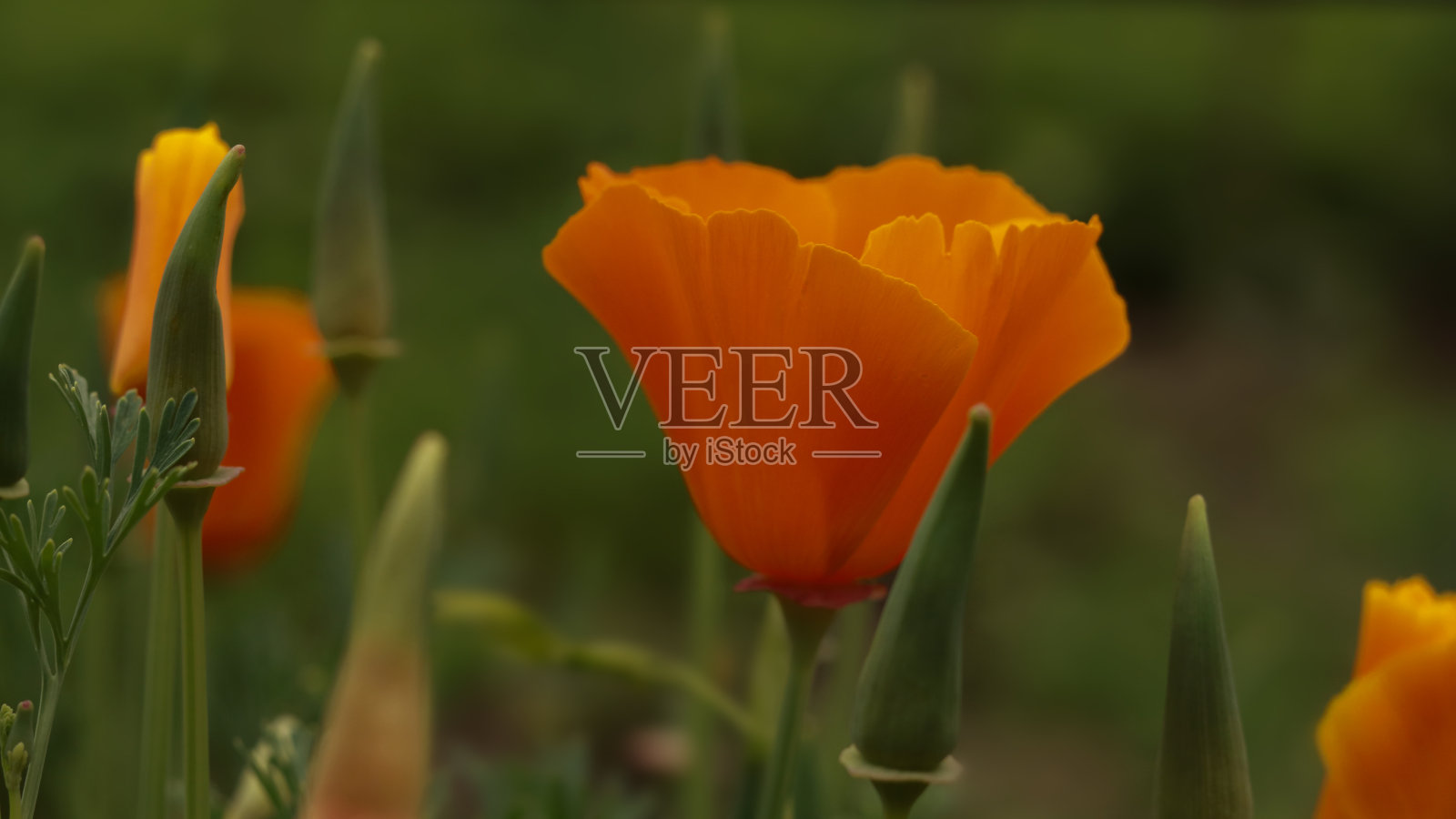 柔焦，特写美丽的黄花。天然植物的背景。照片摄影图片