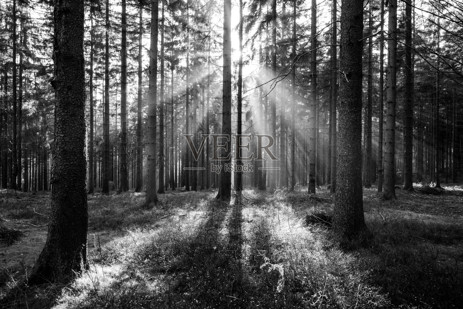 阳光照耀着秋天的森林照片摄影图片