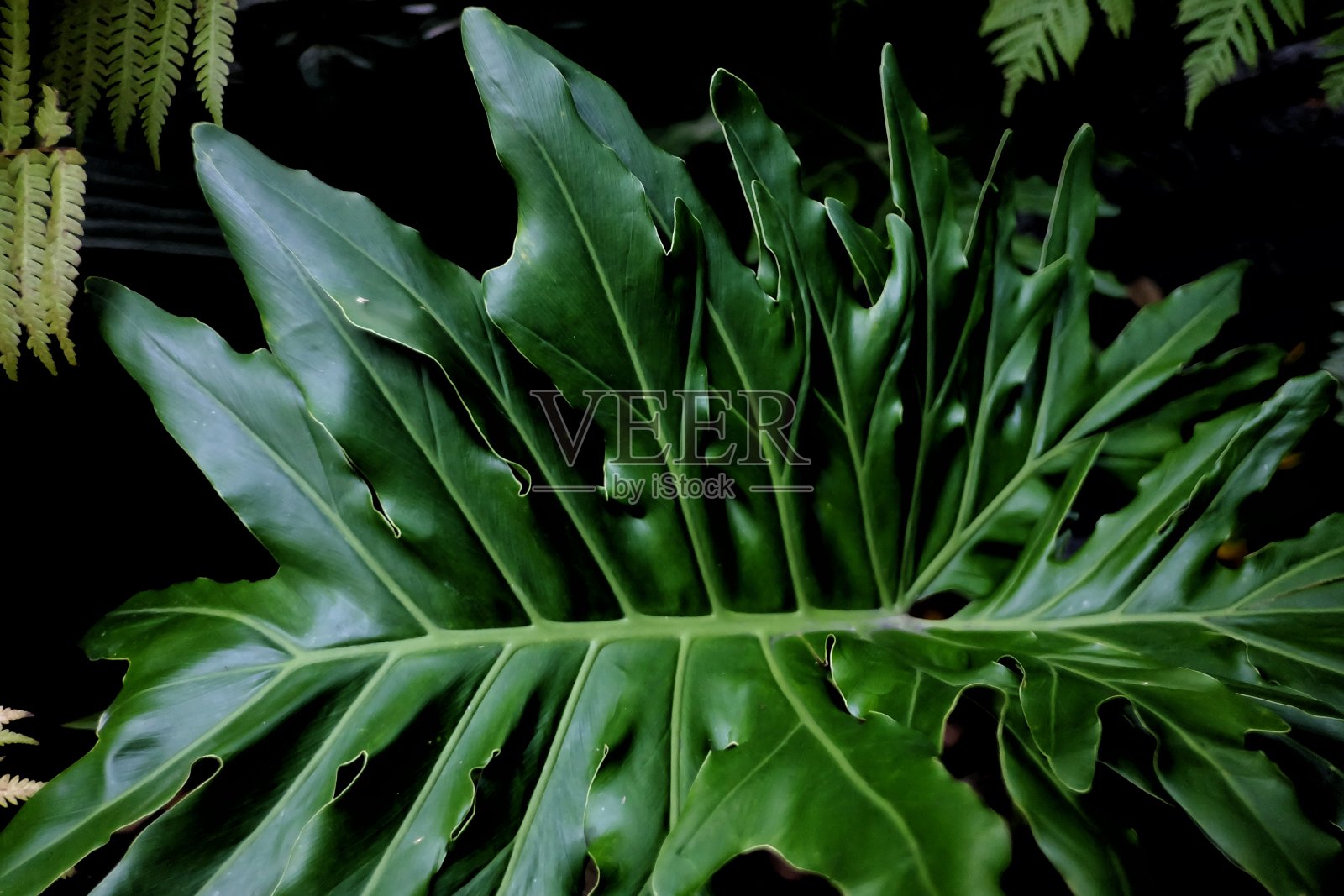在选择焦点热带蕨类叶子生长在植物园的黑暗背景照片摄影图片