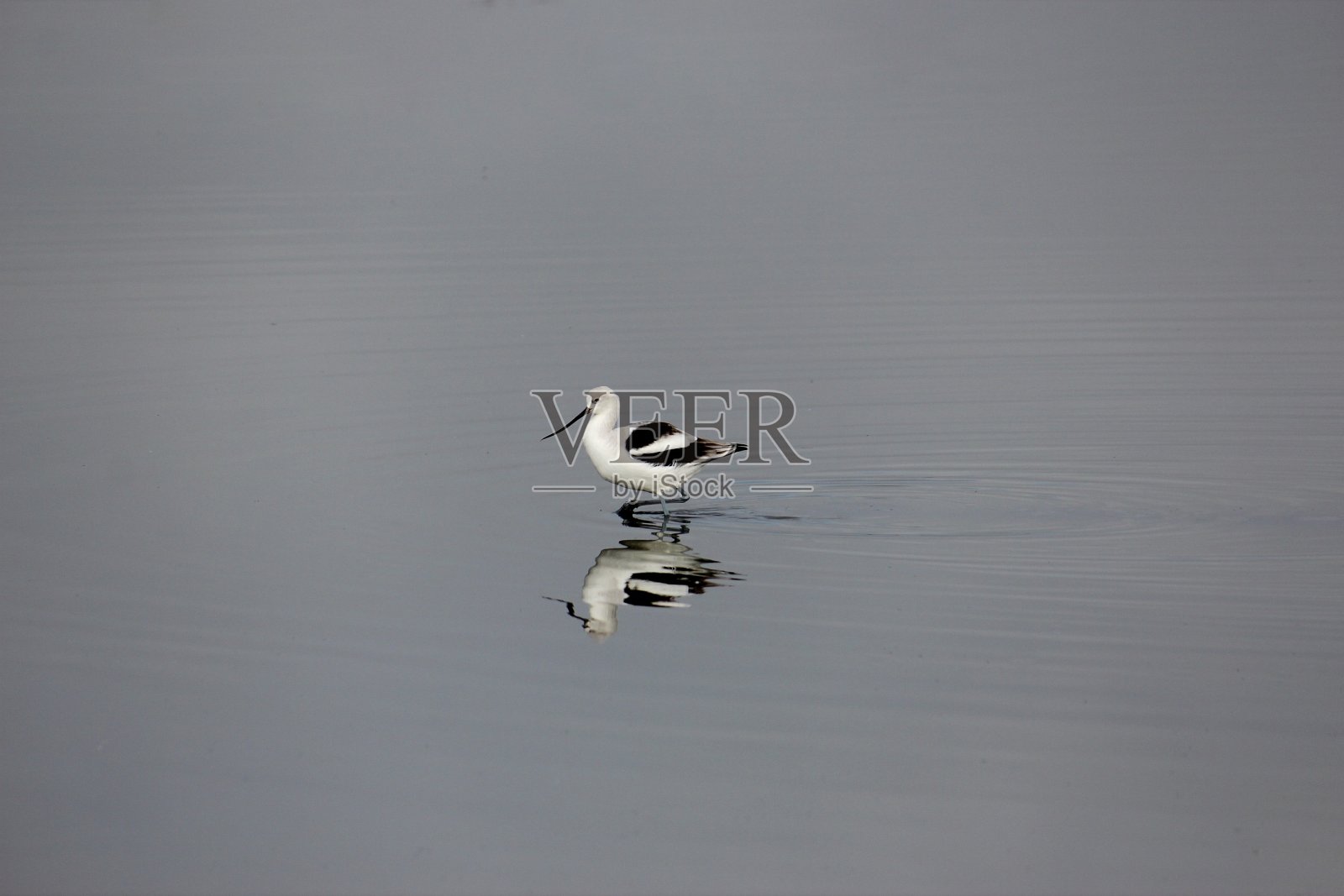 鸟照片摄影图片