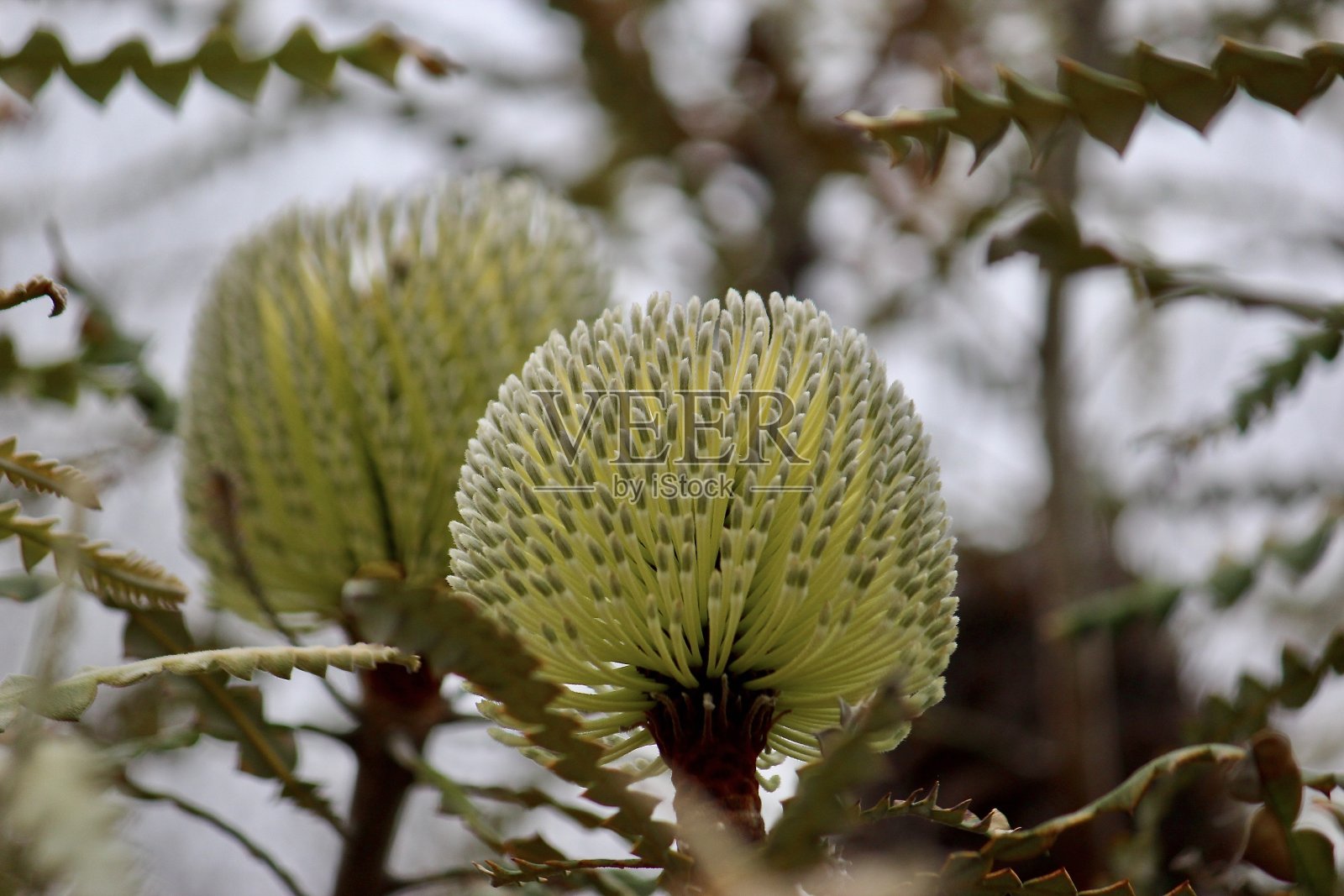 充满异域风情的花朵照片摄影图片