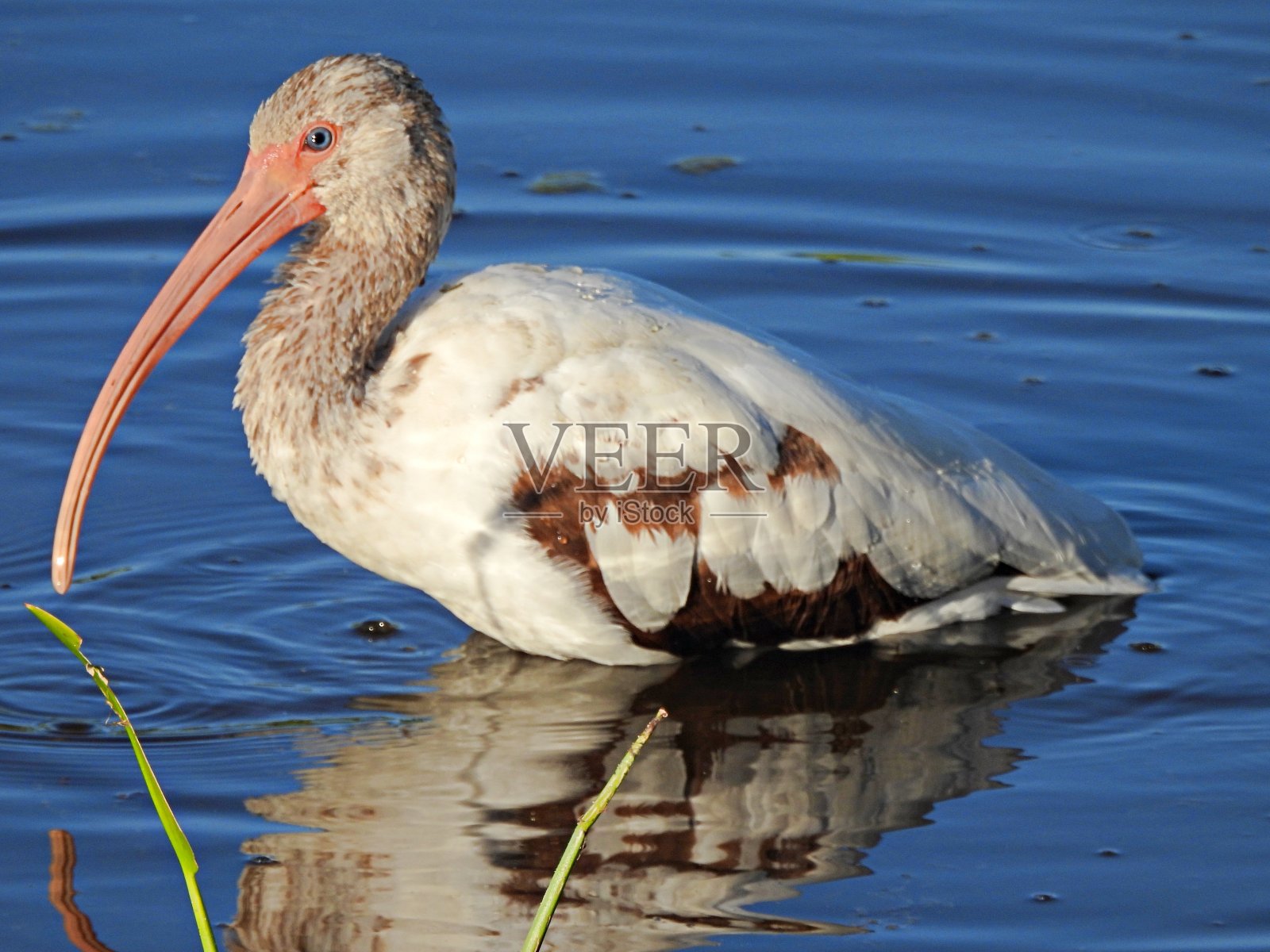 佛罗里达湿地中的幼白鹮照片摄影图片