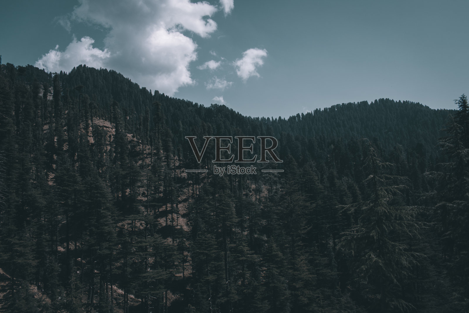 暗色喜玛拉雅雪松森林景观图片。照片摄影图片