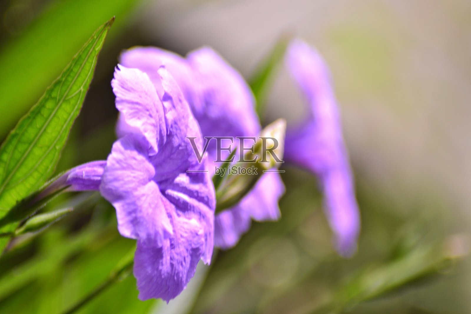 紫色的花照片摄影图片