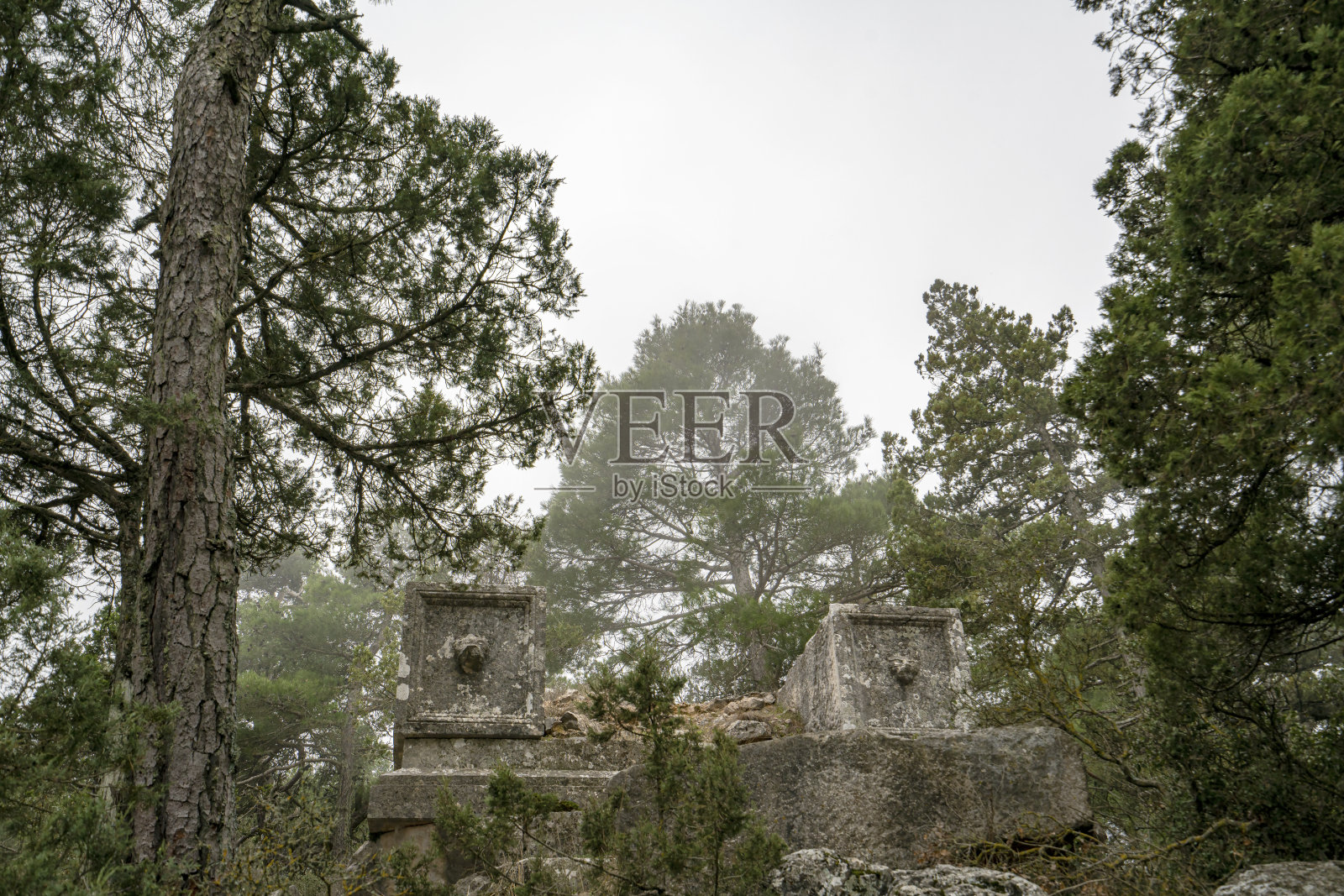 森林树木仰天俯视照片摄影图片