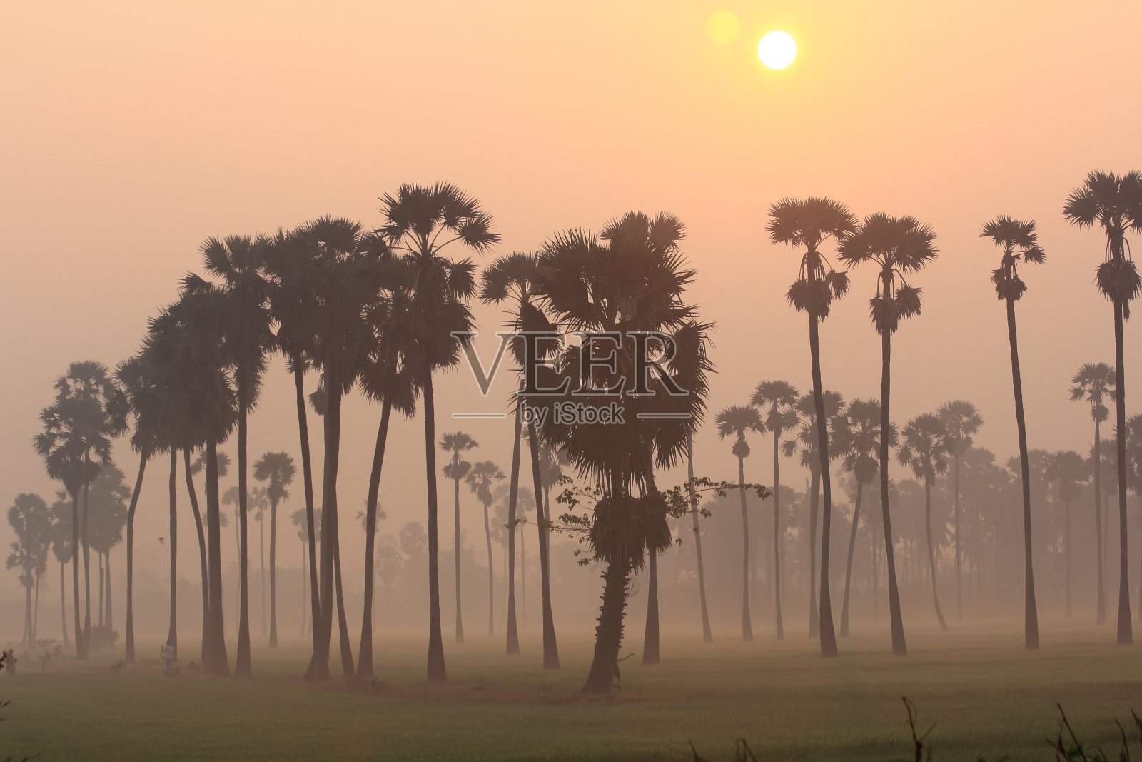 糖棕榈在稻田的中央早上照片摄影图片