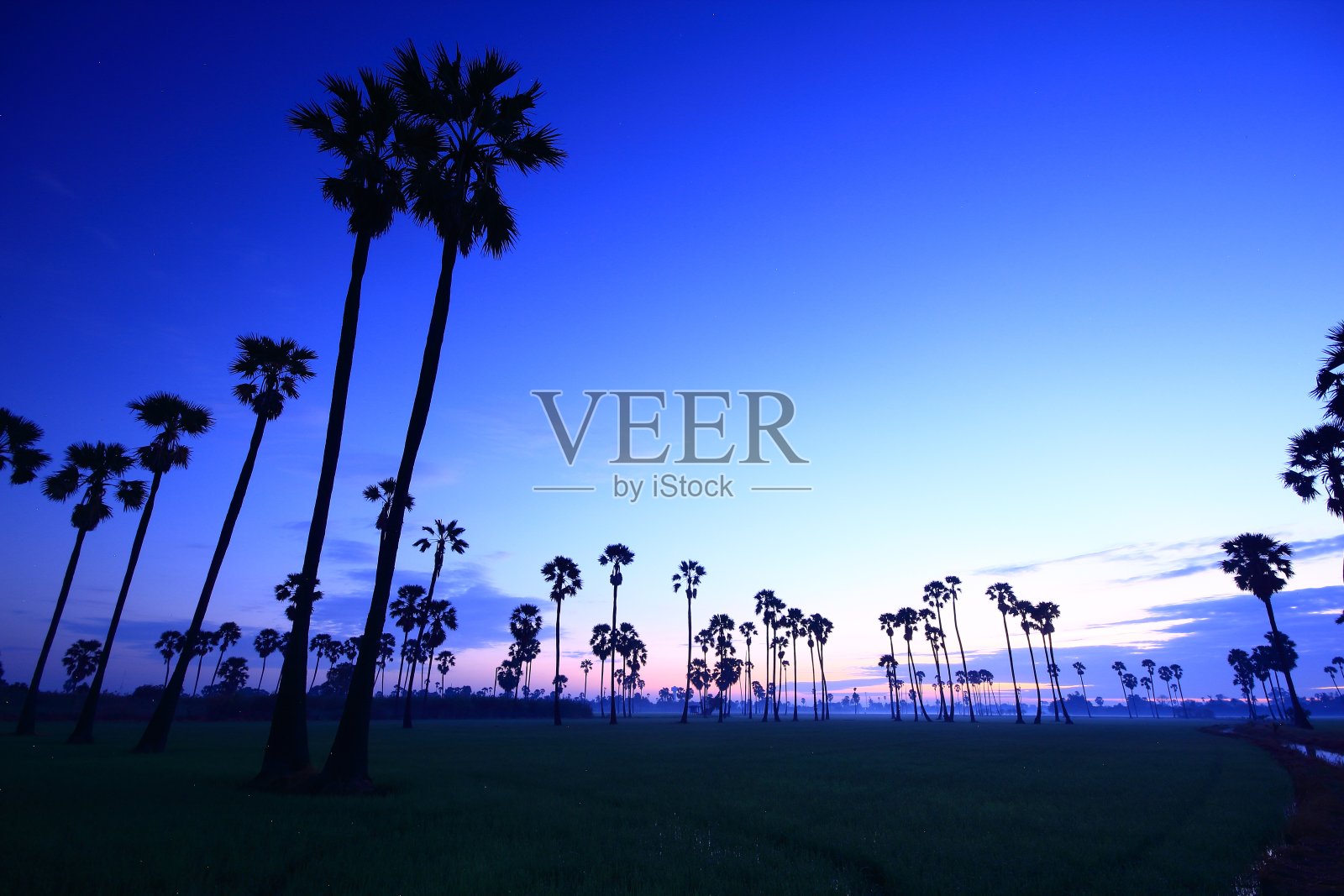 糖棕榈在稻田的中央早上照片摄影图片