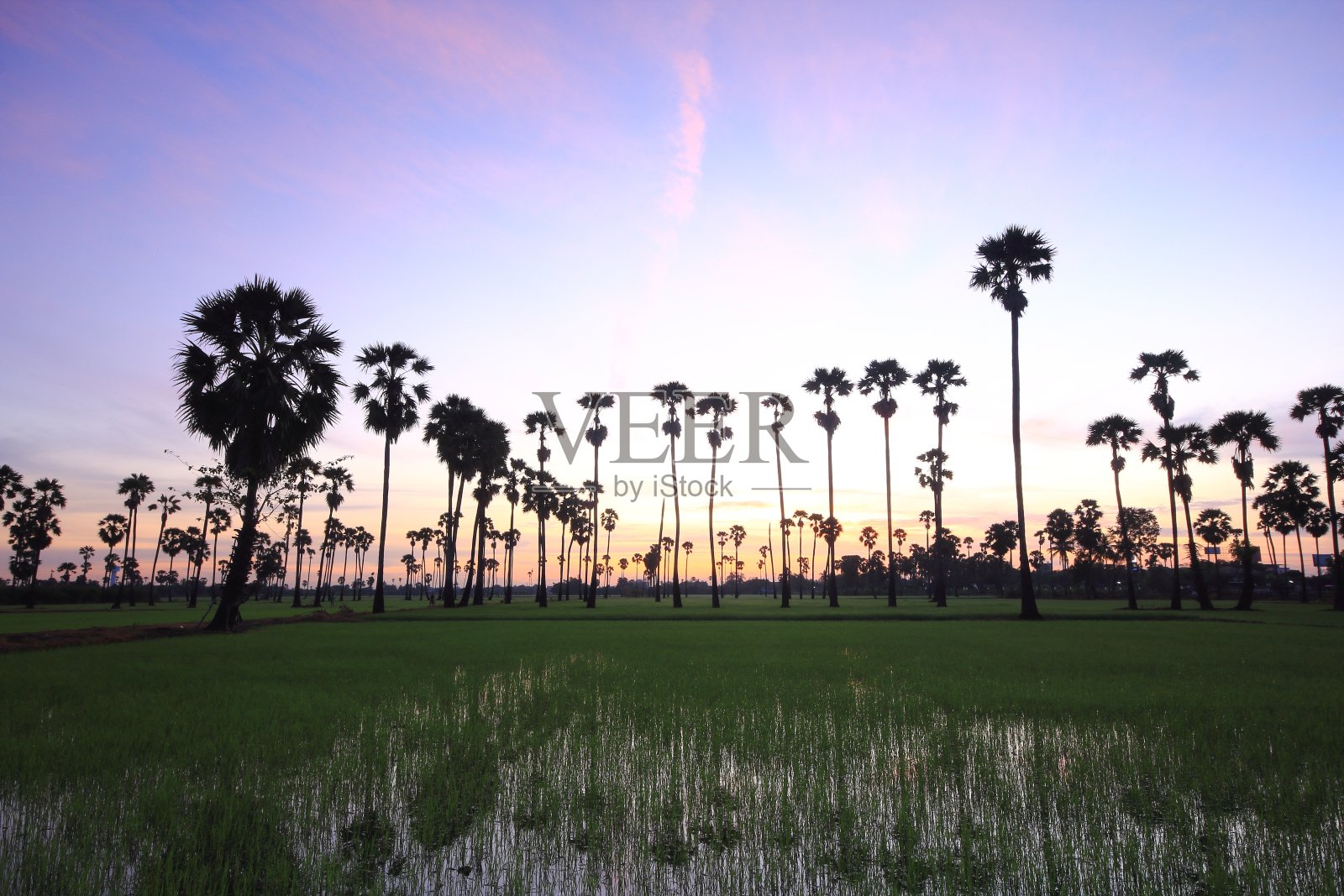 糖棕榈在稻田的中央早上照片摄影图片
