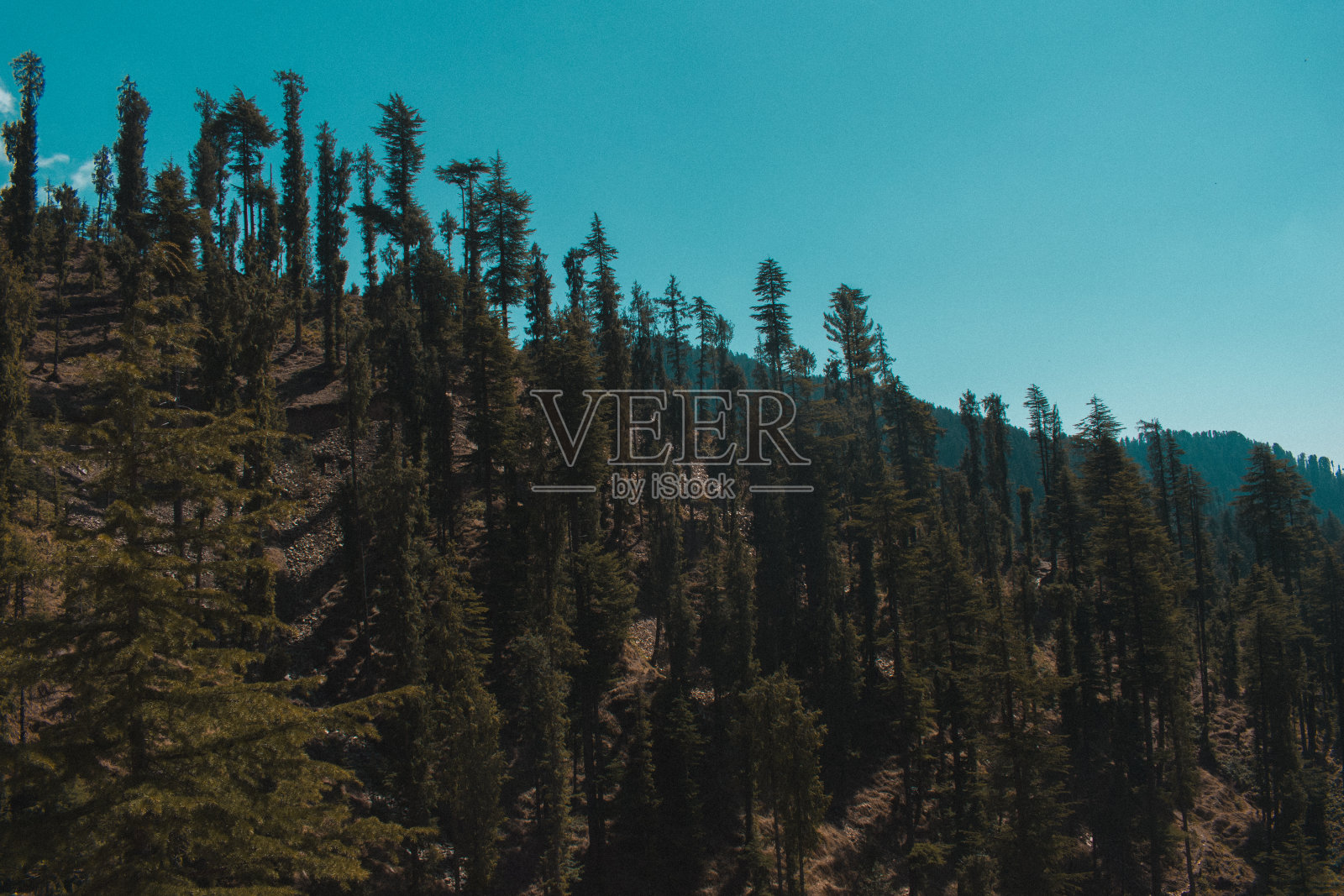 美丽的山谷覆盖着喜马拉雅雪松(雪松)森林。照片摄影图片