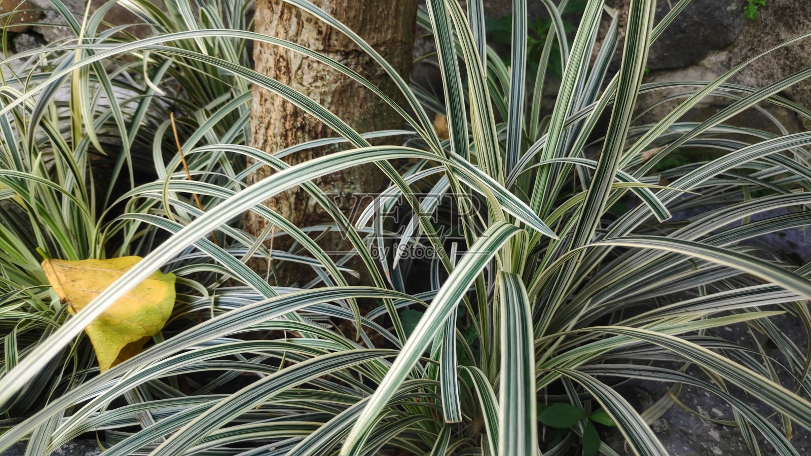 白色和绿色植物照片摄影图片