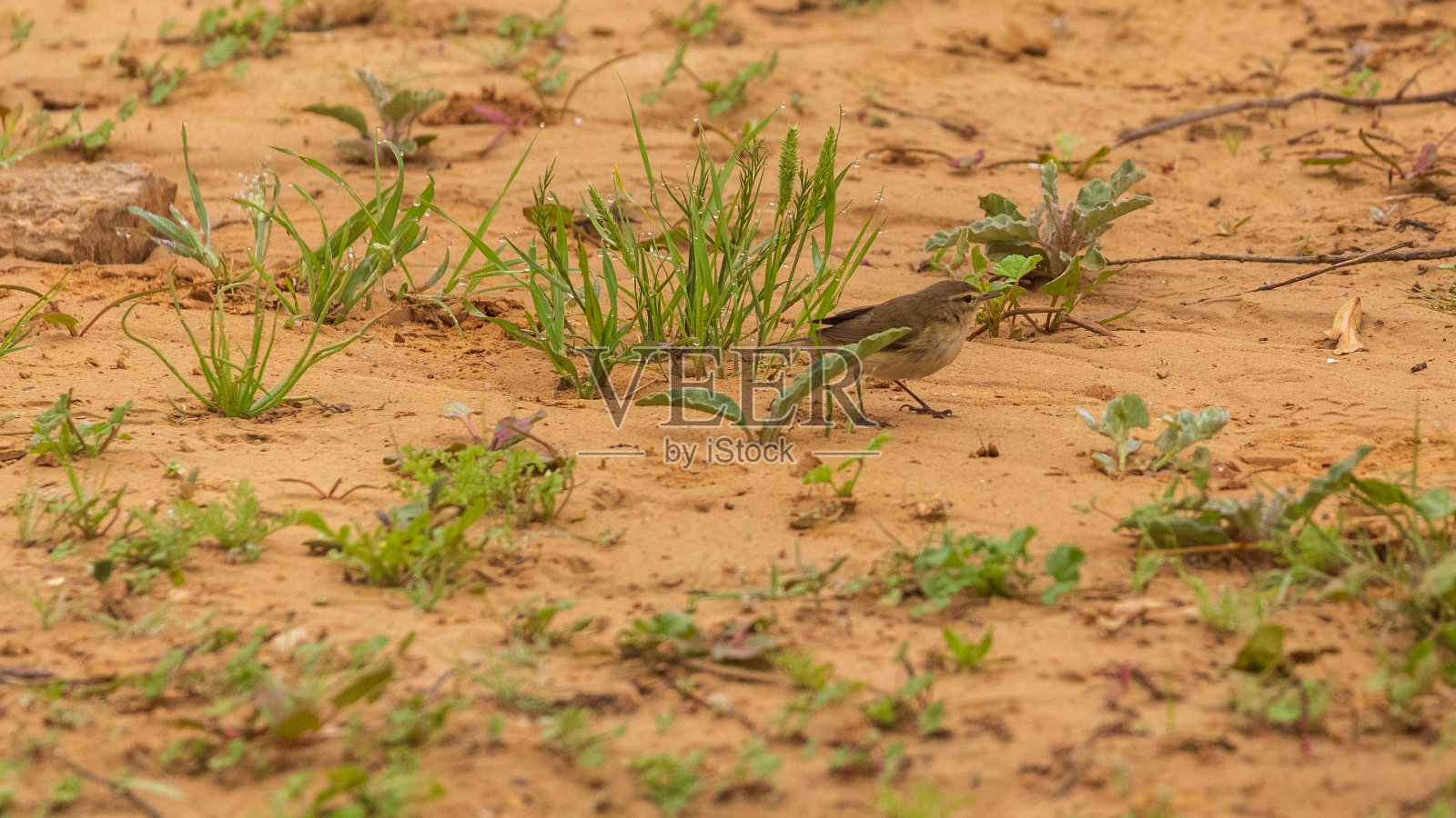 一只灰色沙漠莺在带露水的草丛中照片摄影图片