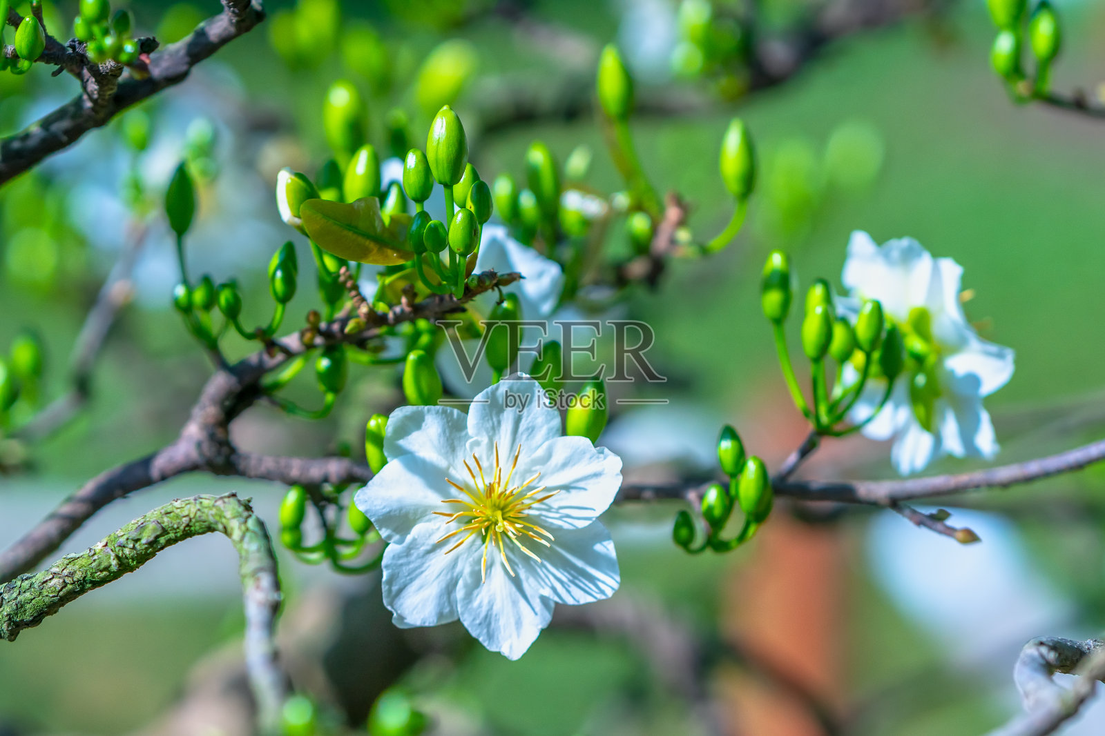 黄杏花盛开，枝头芬芳，预示着春天的来临照片摄影图片