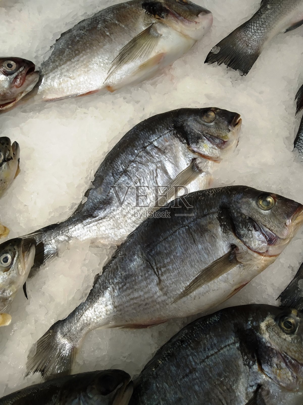 新鲜冷冻鱼照片摄影图片