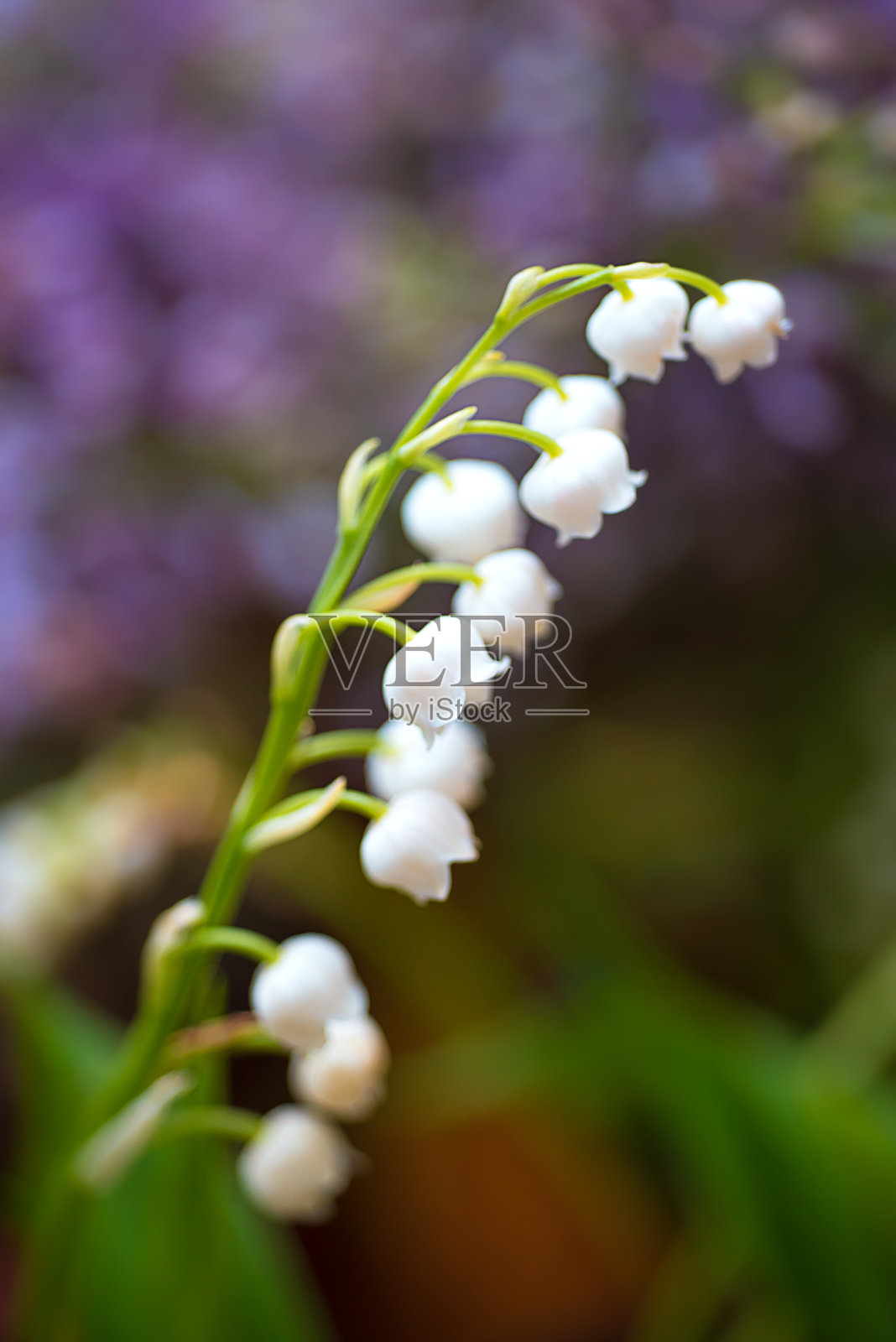 模糊的背景上的铃兰照片摄影图片