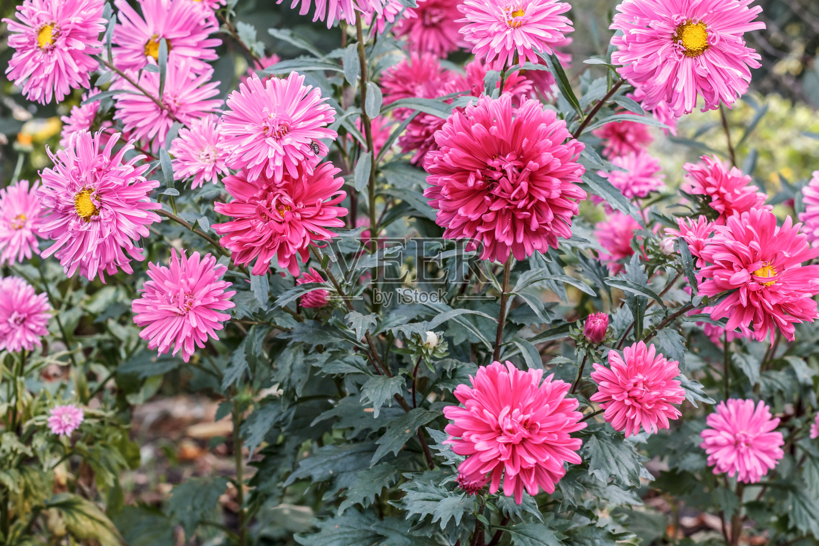 花园里的粉红色紫苑头照片摄影图片