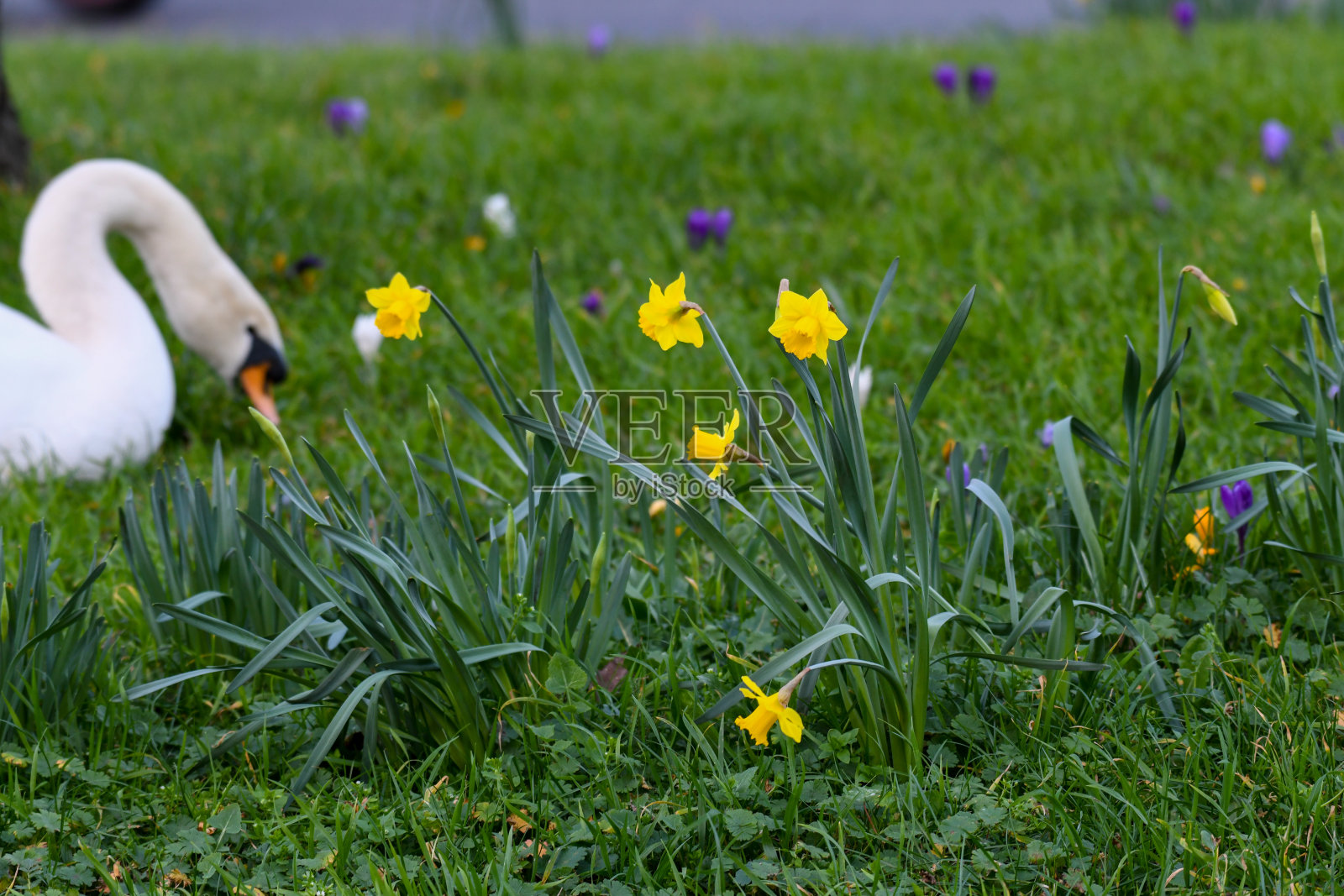 巴恩斯天鹅水仙花照片摄影图片