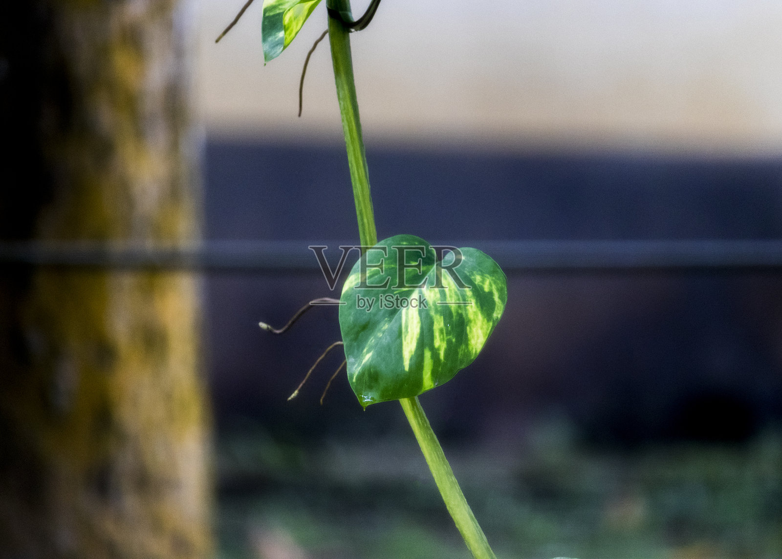 金钱植物的斑驳的叶子照片摄影图片