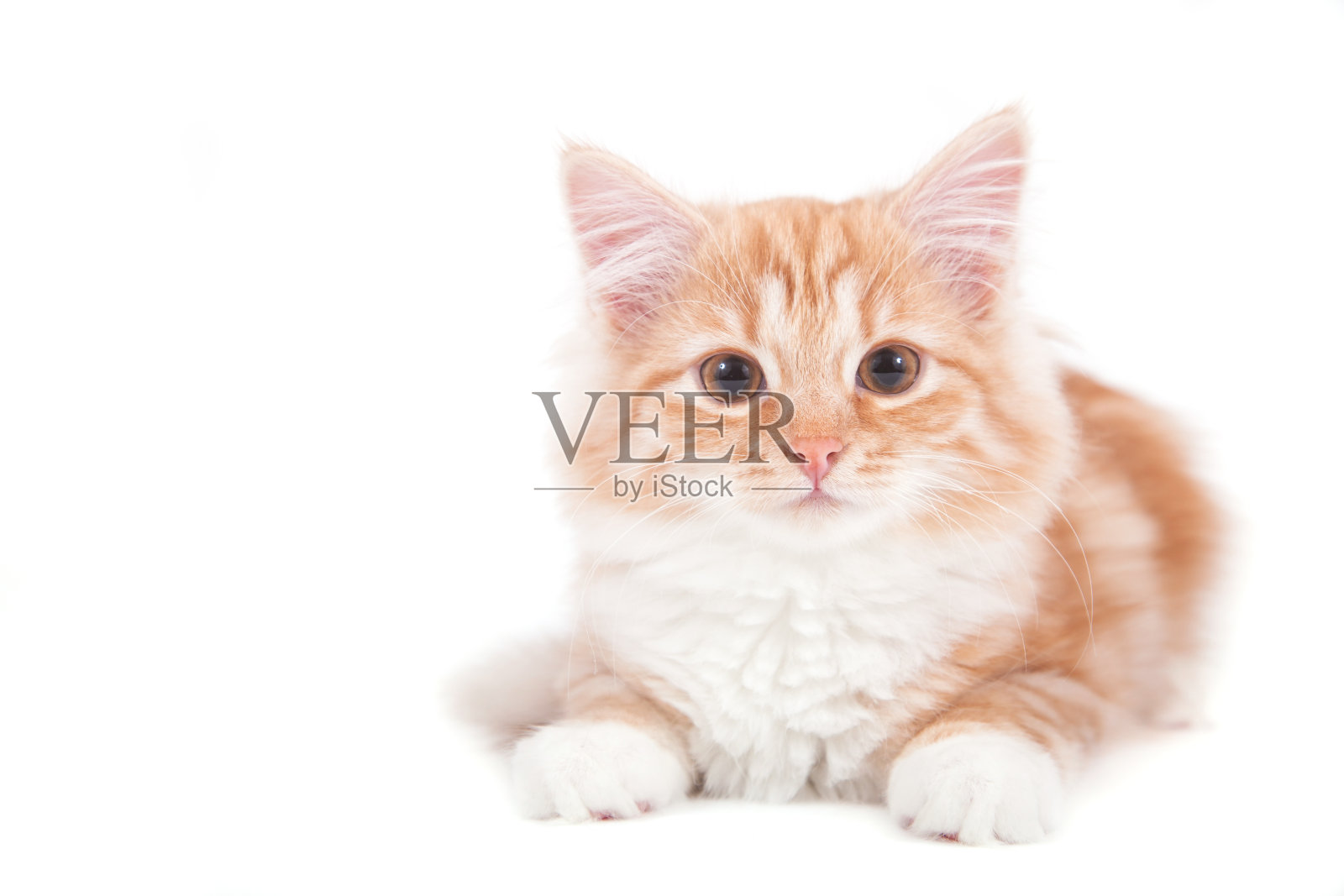 西伯利亚的小猫照片摄影图片