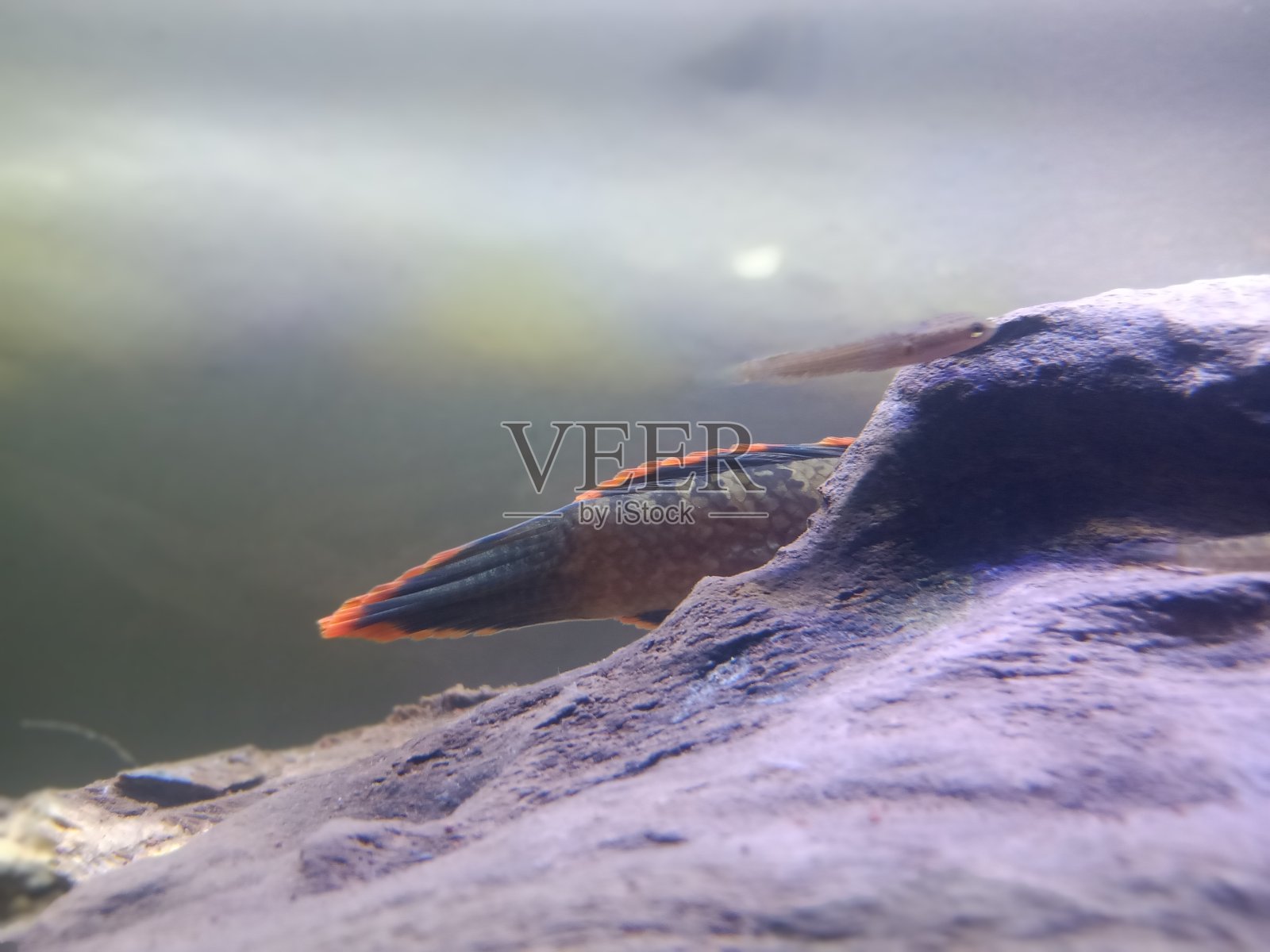 有人在隐藏照片摄影图片