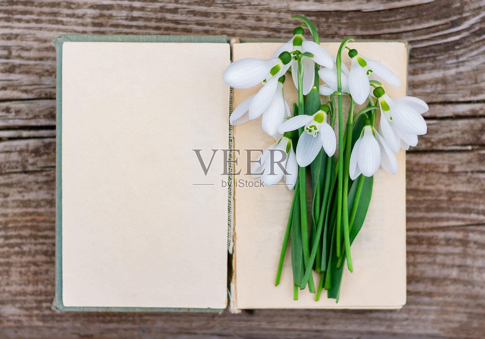 一束雪花莲放在一本打开的书上照片摄影图片