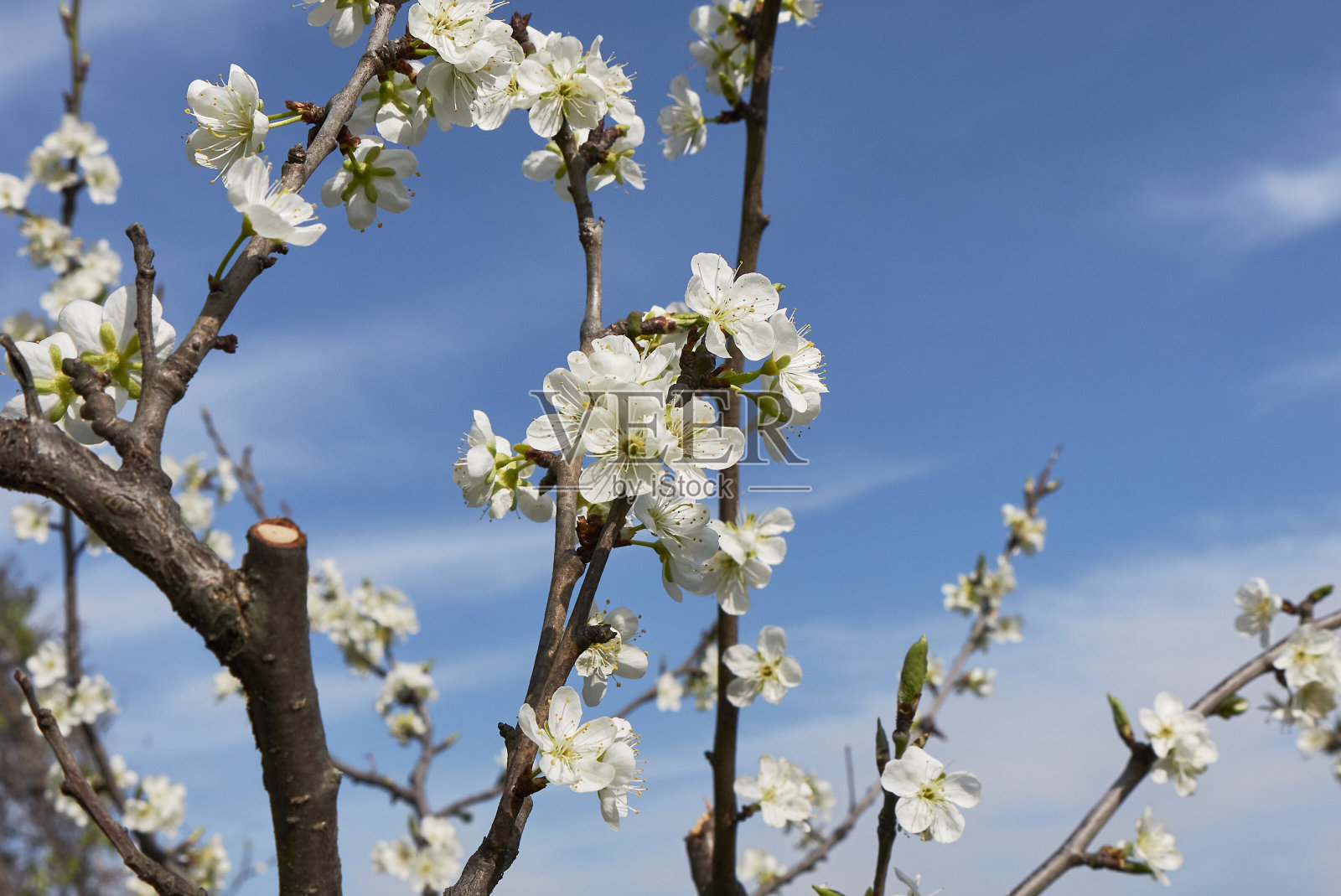 家李开花照片摄影图片