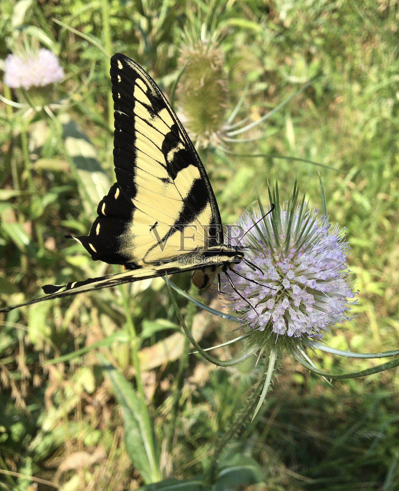 蝴蝶在蓟照片摄影图片