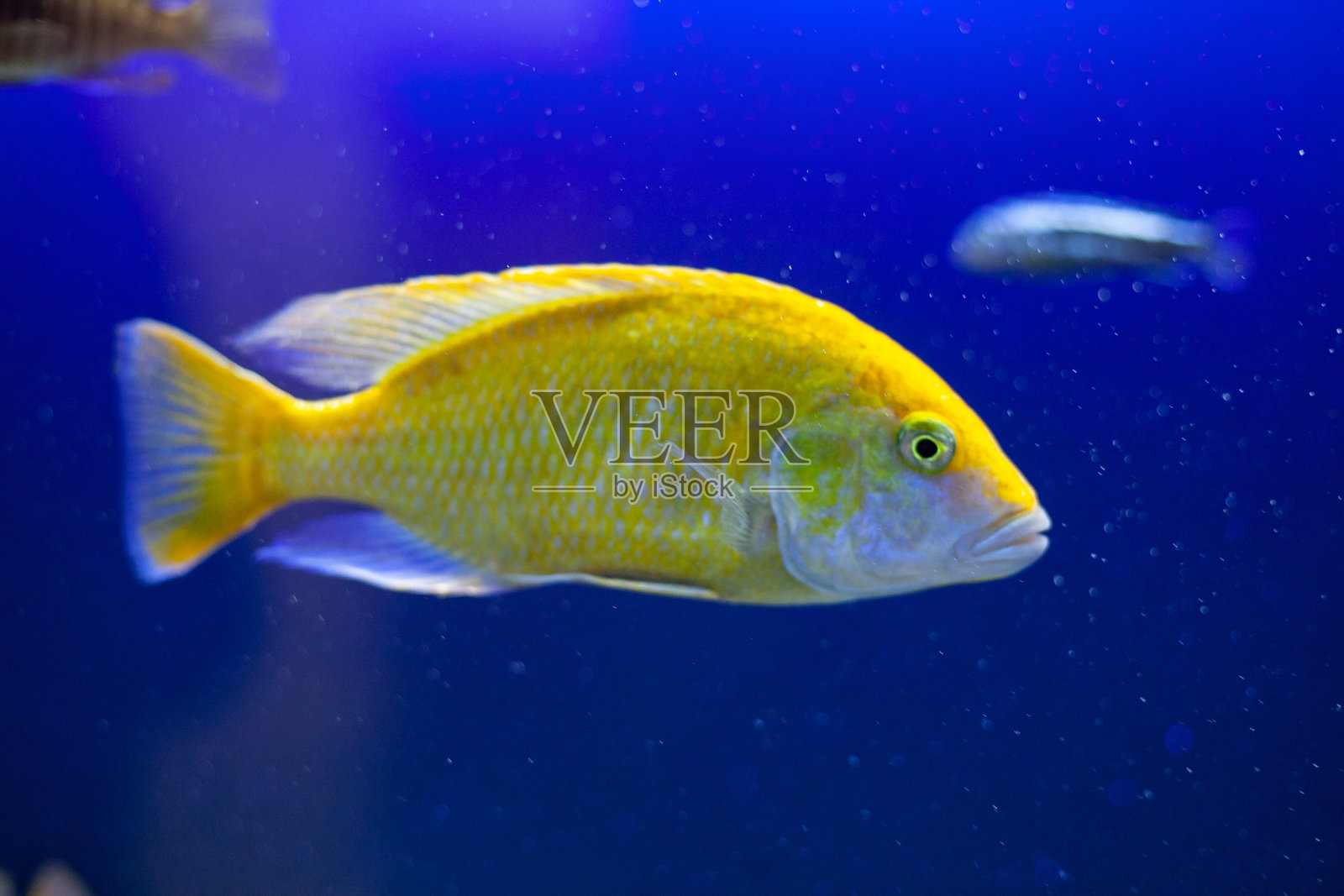 湛蓝的海水里有美丽的海洋鱼照片摄影图片