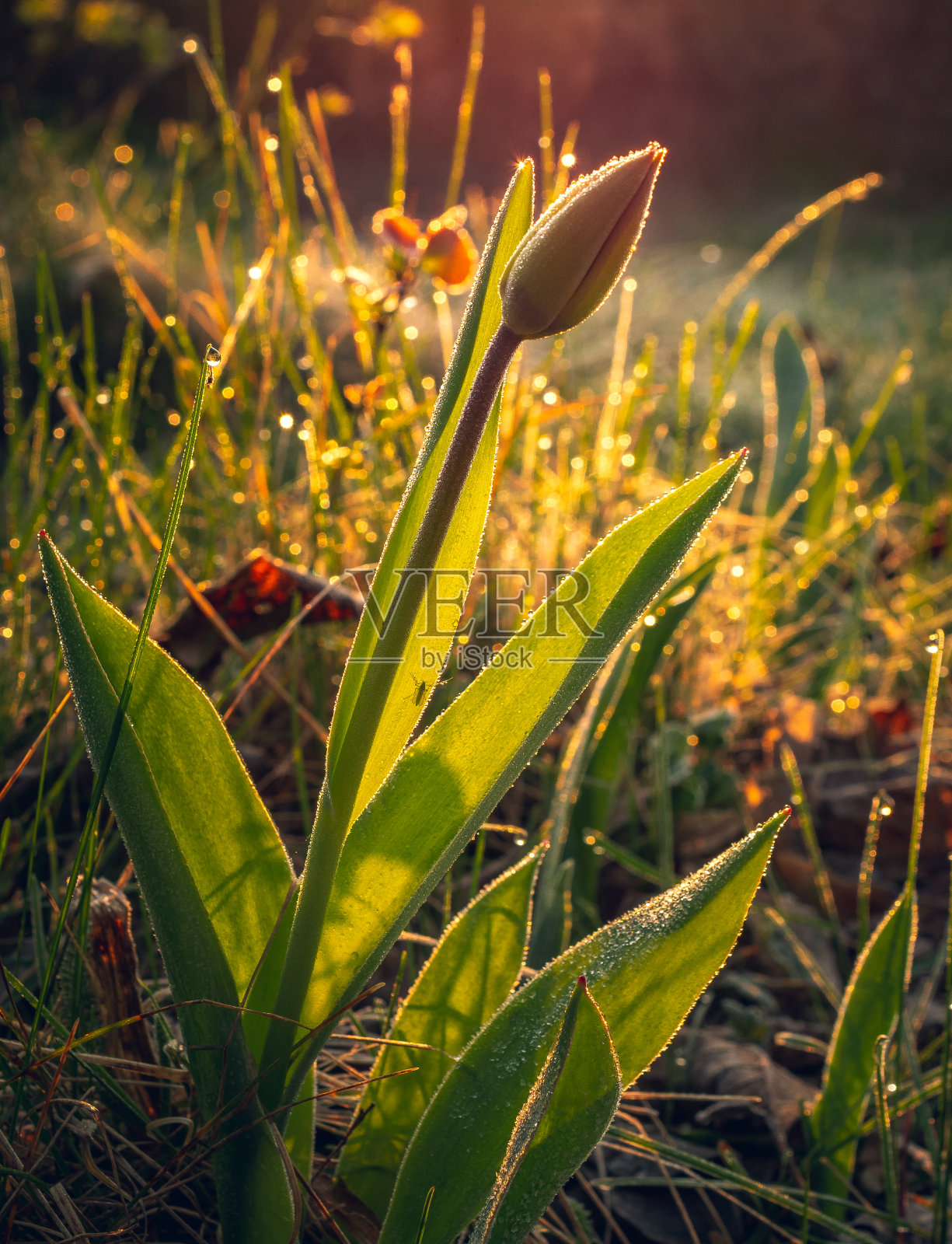 郁金香照片摄影图片