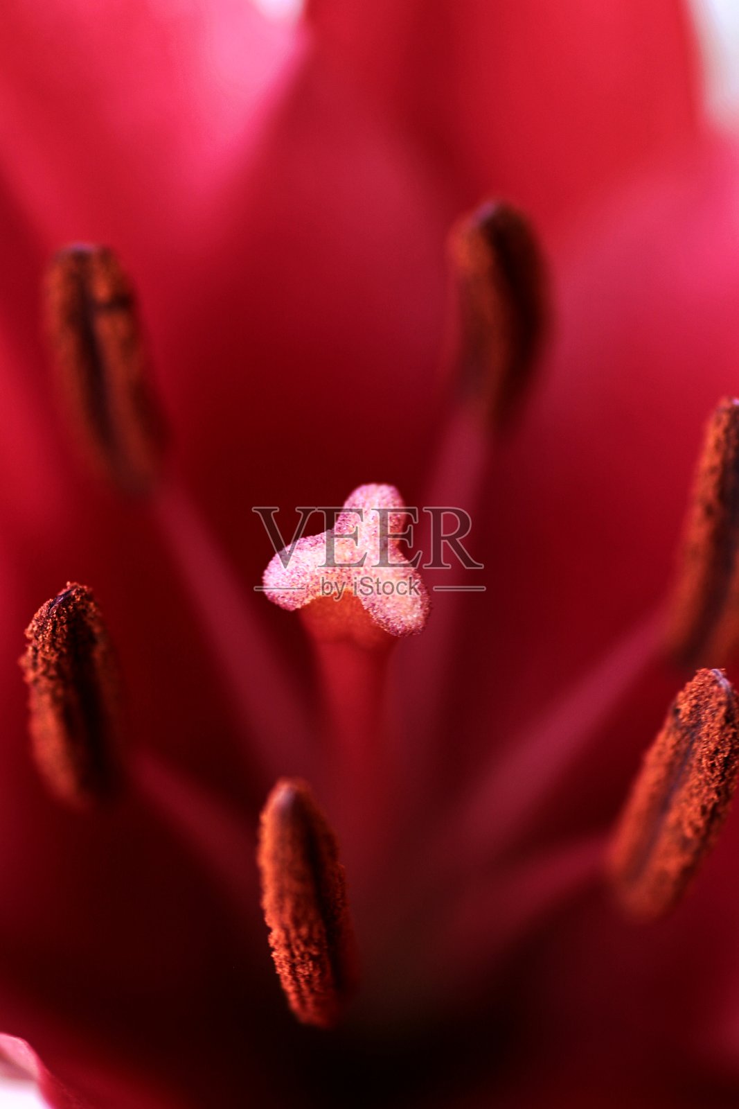 微距拍摄花瓣照片摄影图片