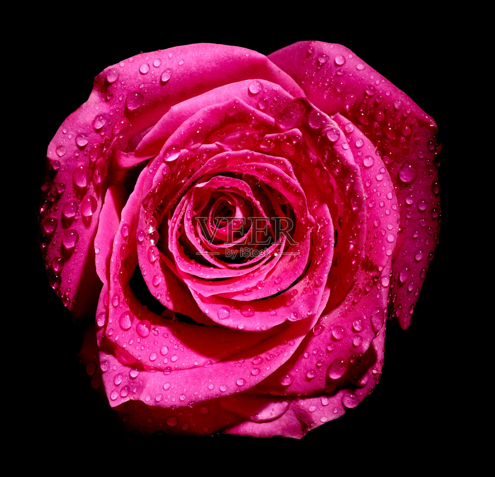 花玫瑰花瓣盛开红色自然美丽的背景照片摄影图片